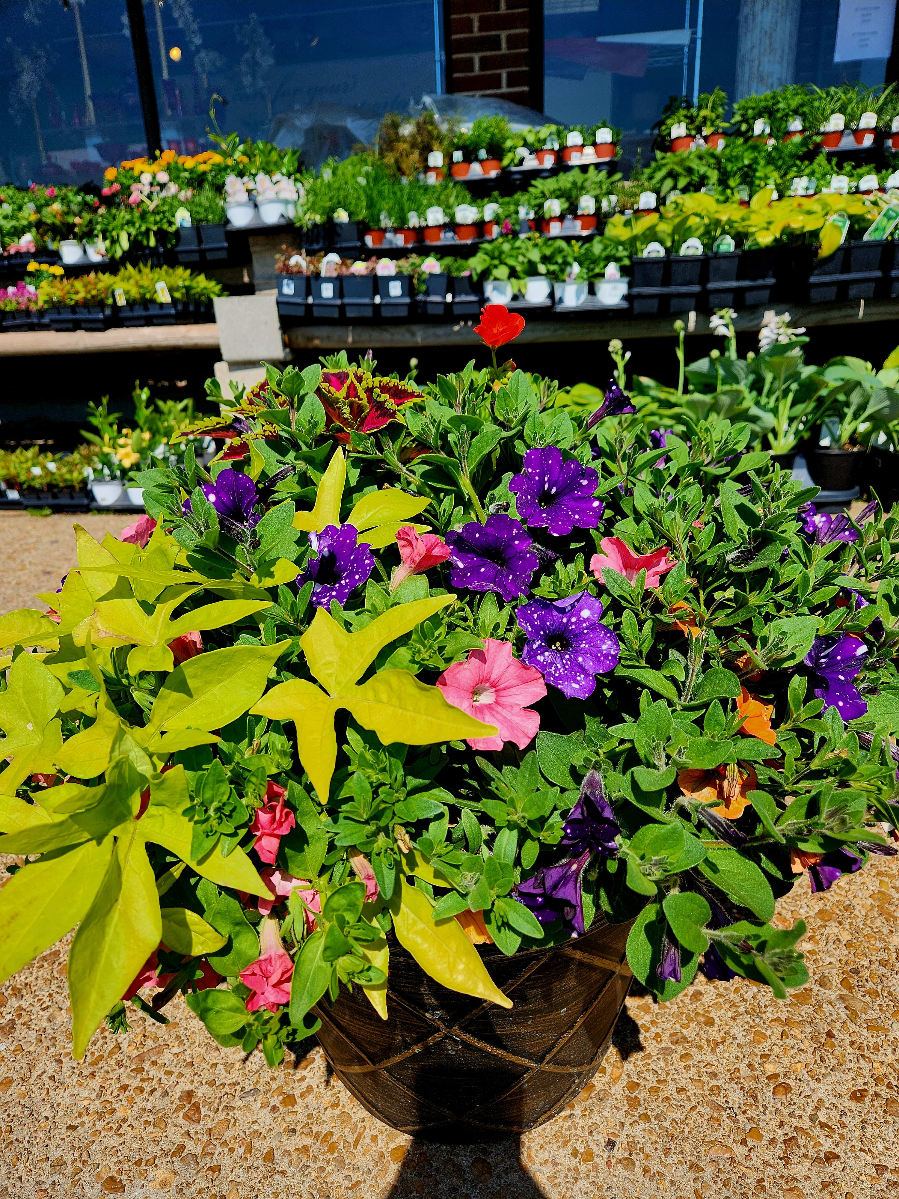 Large Planters    - Locally grown Mennonite planters The BEST of the BEST Plants vary from pot to pot 