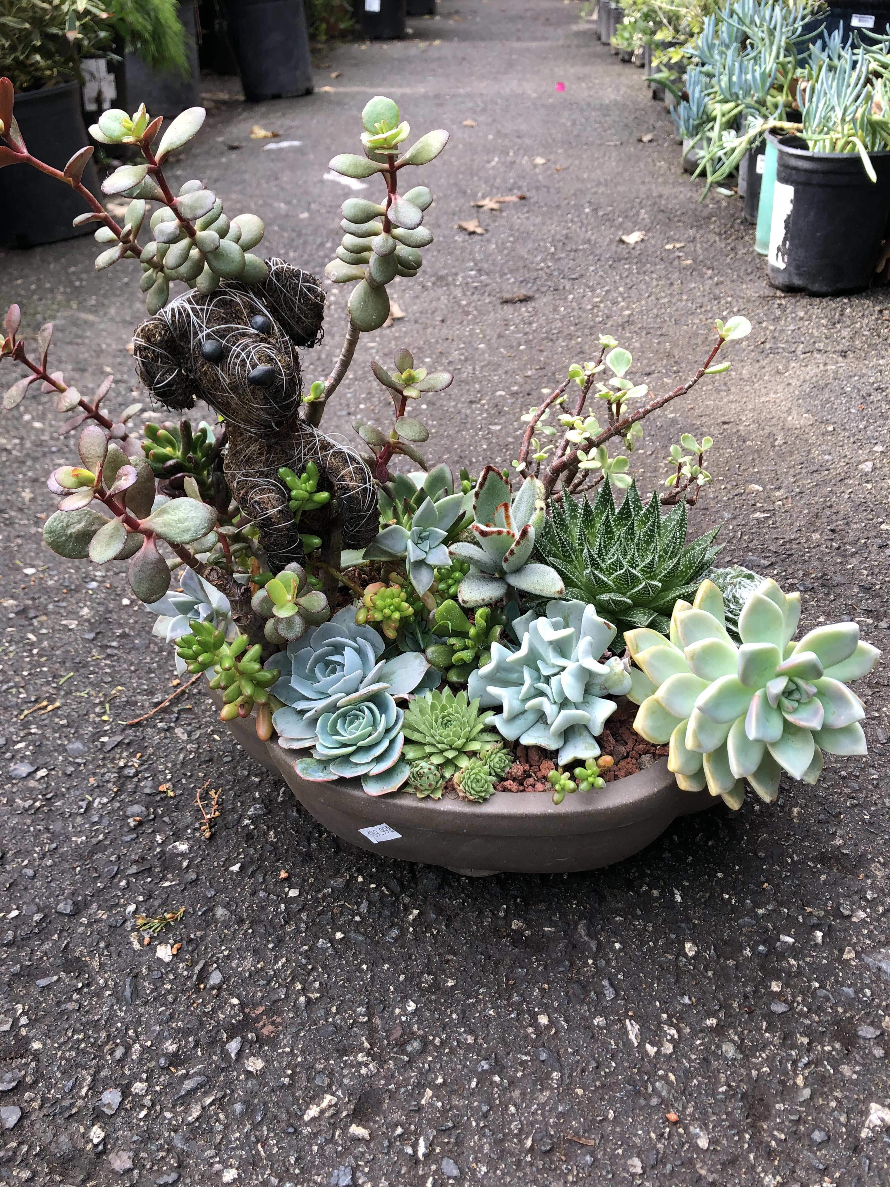 Dog &amp; Succulents arrangement  - Place in bright indirect light. Spray to water. 14&quot; height 13.5&quot; width