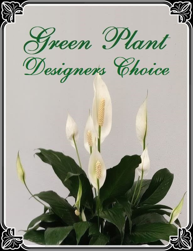 Green Plant Designers Choice - Let our Designers pick the best plant out of our showroom for your occasion based on the sentiment you enclose.