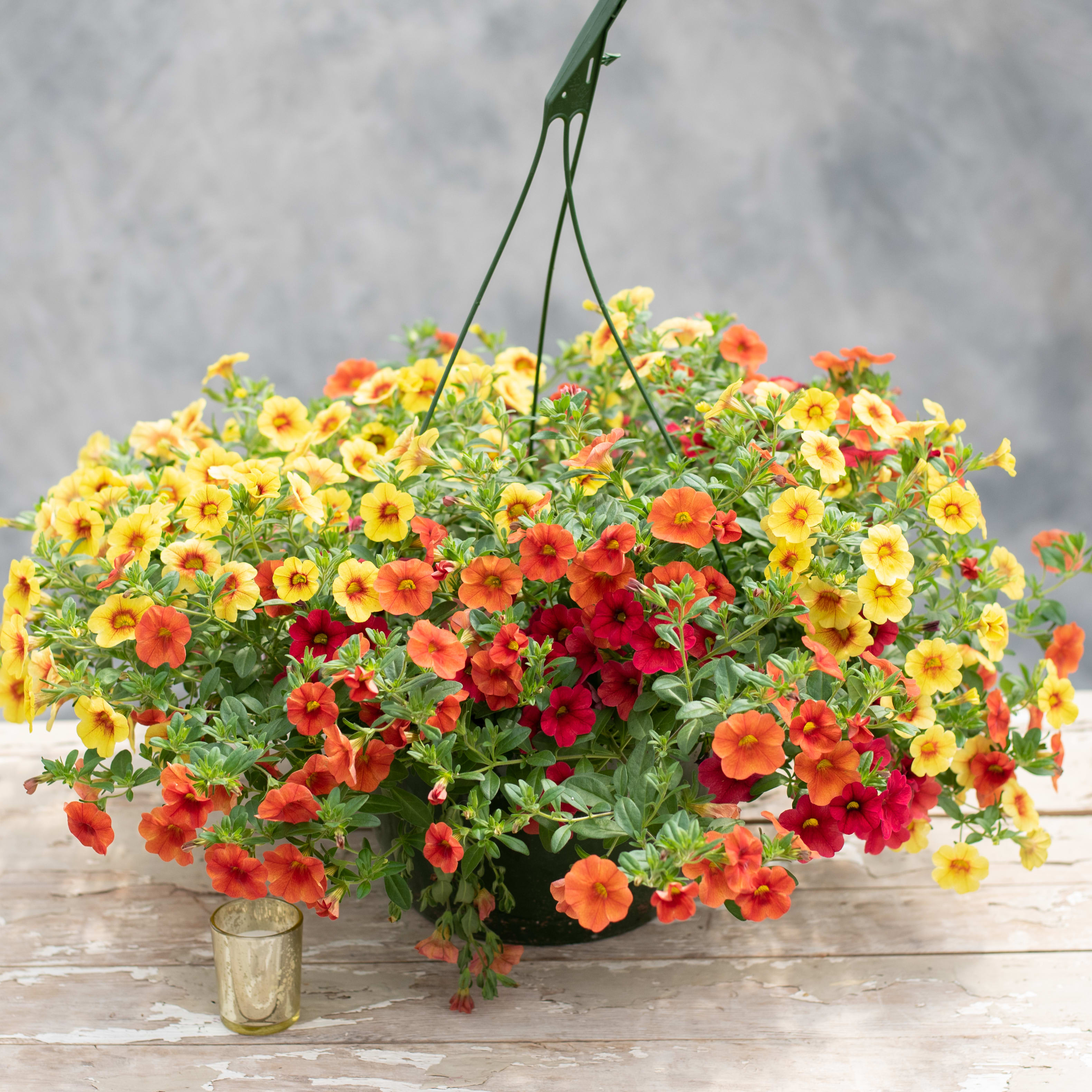 Hanging Calibrachoa Baskets -2 - Decorate the exterior of your home with 2 of these hanging blooming calibrachoa (million bells)baskets (colors may vary depending on availability)