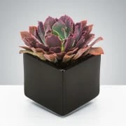 Dark Succulent by BloomNation™ Dark Succulent by BloomNation™ - Send a dark potted succulent for Father's Day, to celebrate a career win, or just because. It can be enjoyed for years if you treat it right! Vase and succulent variety can change based on availability.