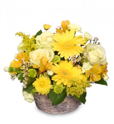 SUNNY FLOWER PATCH in a Basket - Bright and cheerful mixture of yellow, and cream colored blooms for any special occasion fior your loved one.