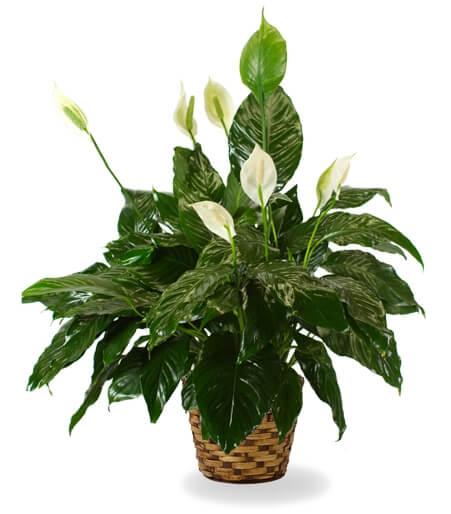 - Peace Lily Plant - Peace Lily Plant - - Peace lily This great plant is 8"inches is a nice indoor plant. it comes with a willow basquet