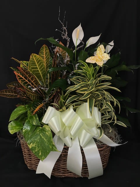 Plant Basket Plant Basket - A beautiful variety of plants arranged in a wicker basket. Perfect for everyday occasions or can be used as a sympathy piece, something the family can take home after a service.