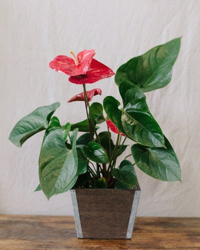 Blooming Anthurium Plant - These tropical Anthurium plants are well adapted to well-lit indoor spaces.  Their exotic flowers are long lasting, and they do well in most homes and offices.  Shown with a deluxe wooden container, we also offer these in woven baskets. Please call for decorative container availability. Approximate height: 22&quot;-24&quot;