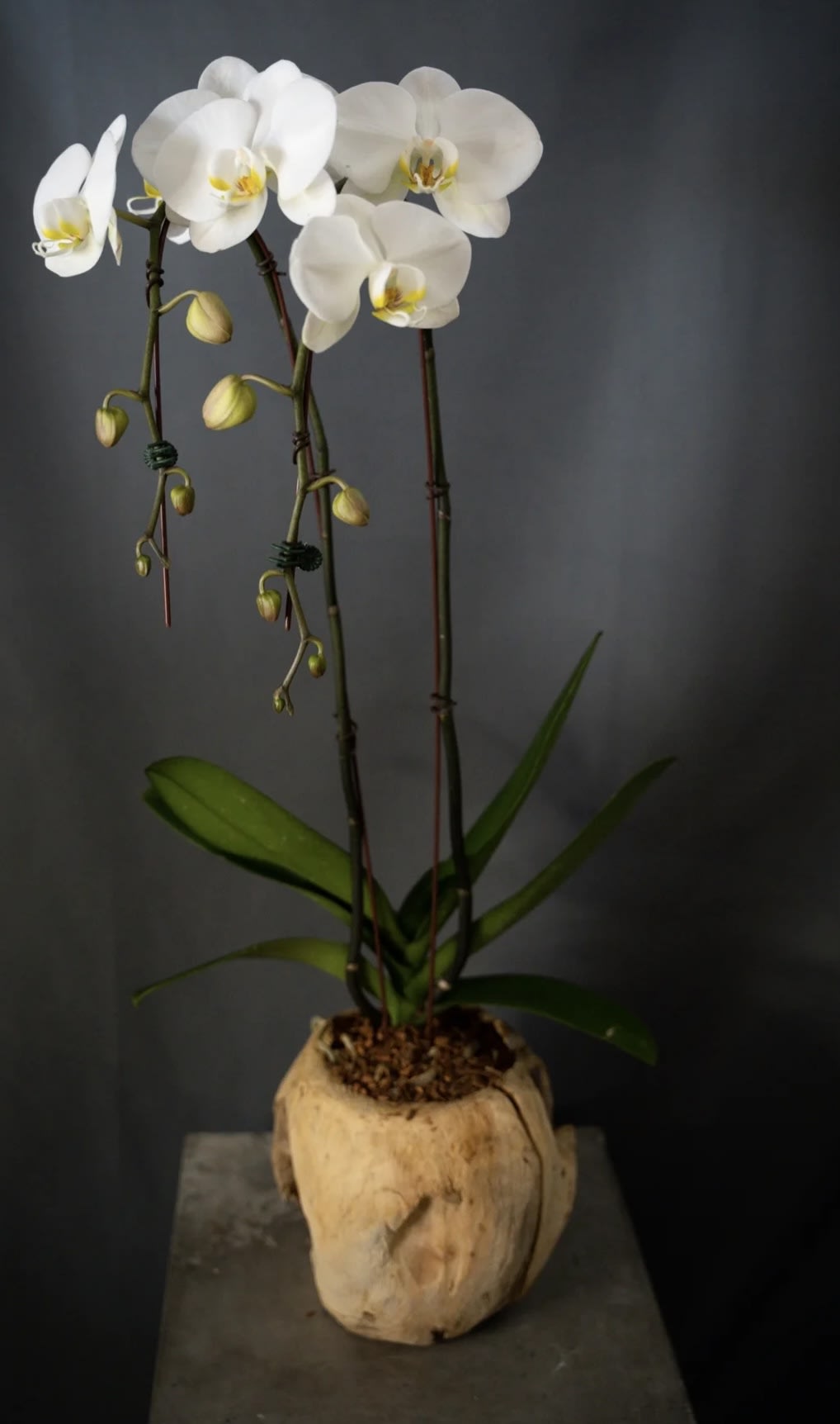 Singola Orchidea Potted Orchid In Coconut Bark In Studio City CA singola-orchidea-potted-orchid-in-coconut-bark-in-studio-city-ca