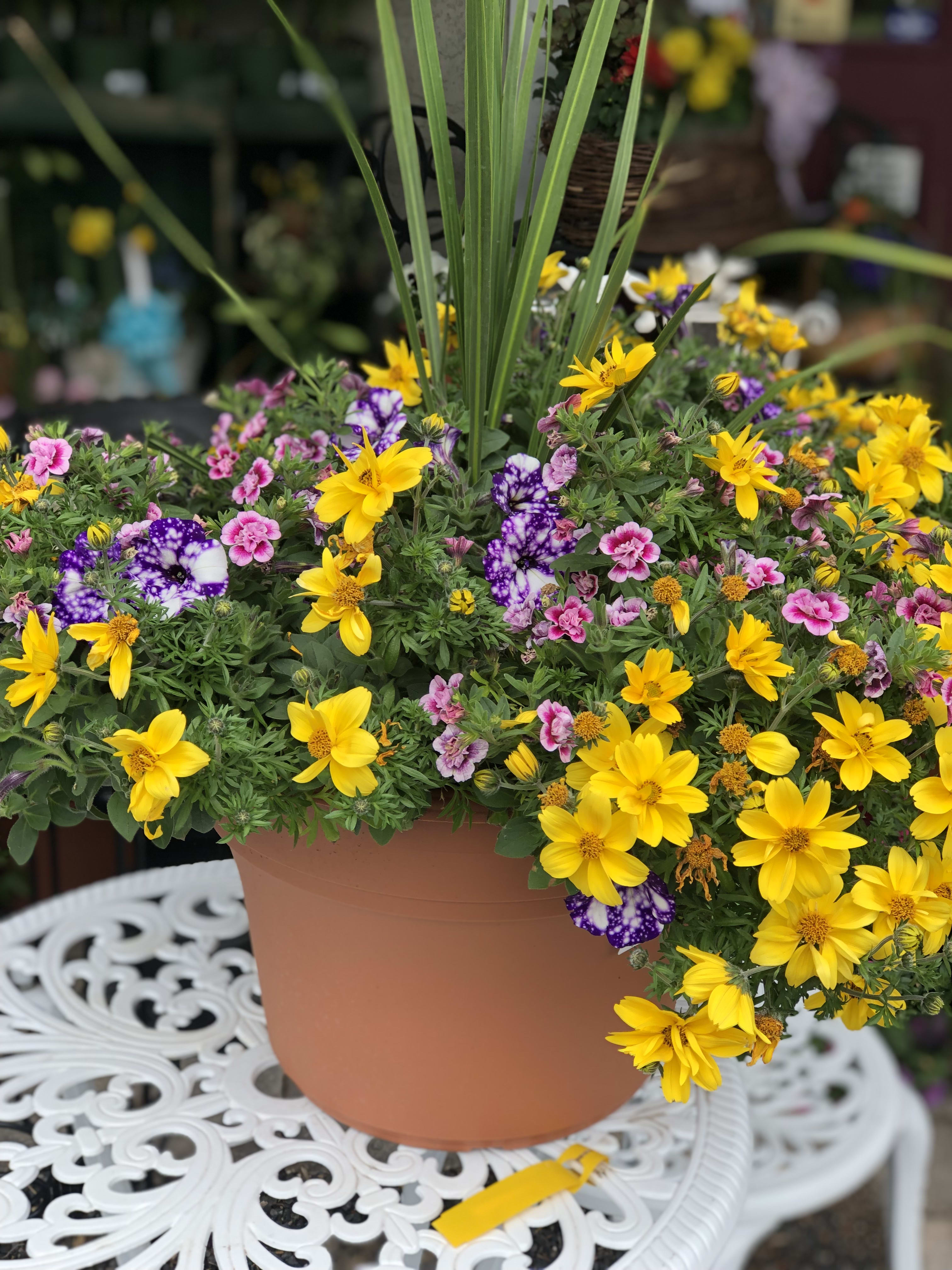 Lovely Patio Pots of Flowers by Achin' Back Garden Center