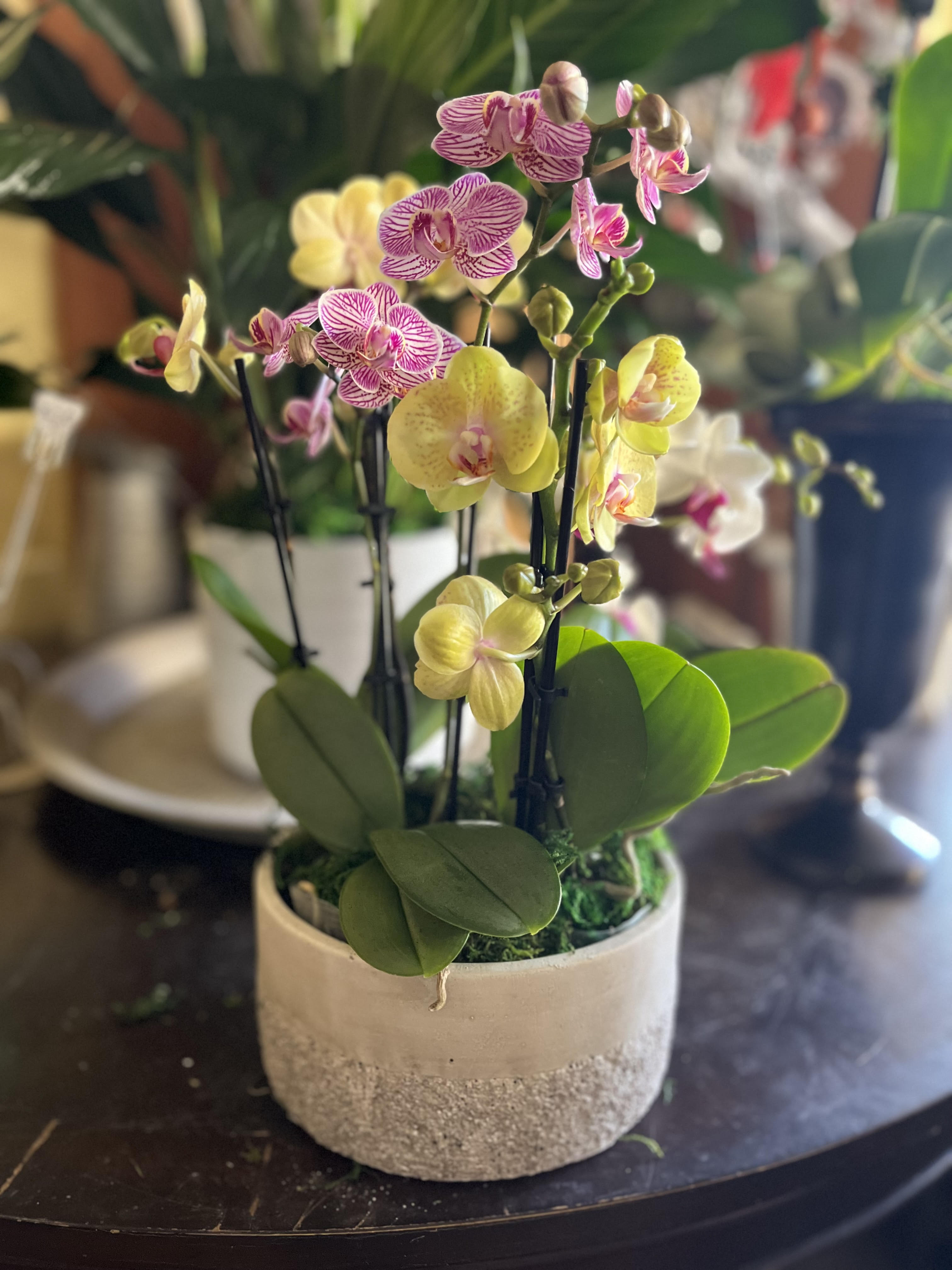 Orchid Garden Orchid Garden - Enjoy this abundant orchid garden for your home or to send as a gift to someone special! This garden includes four orchid plants that are all four inches tall. Arranged in a beautiful cement pot for you to keep!