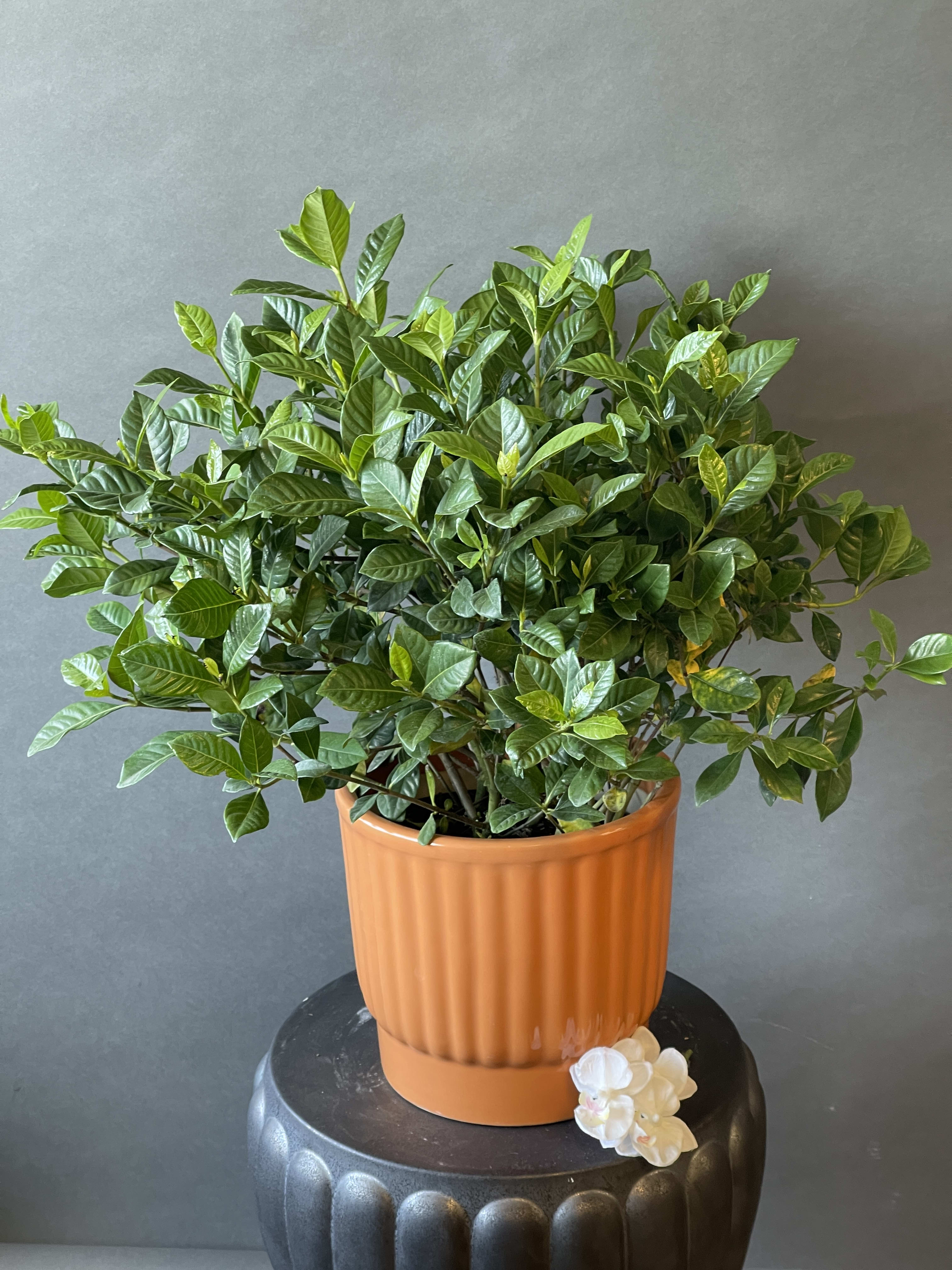 Gardenia Plant - Ready to bloom gardenia plant in premium quality ceramic pot