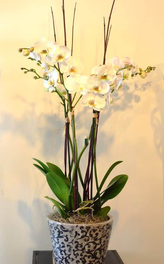 Phalaenopsis Orchid in a nice container in South Euclid, OH | PF Designs