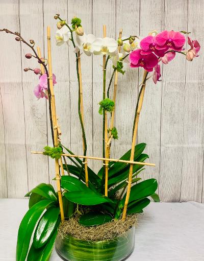 CFM107 - A beautiful assortment of orchids planted into a glass vase and dressed with rivercane and moss. 