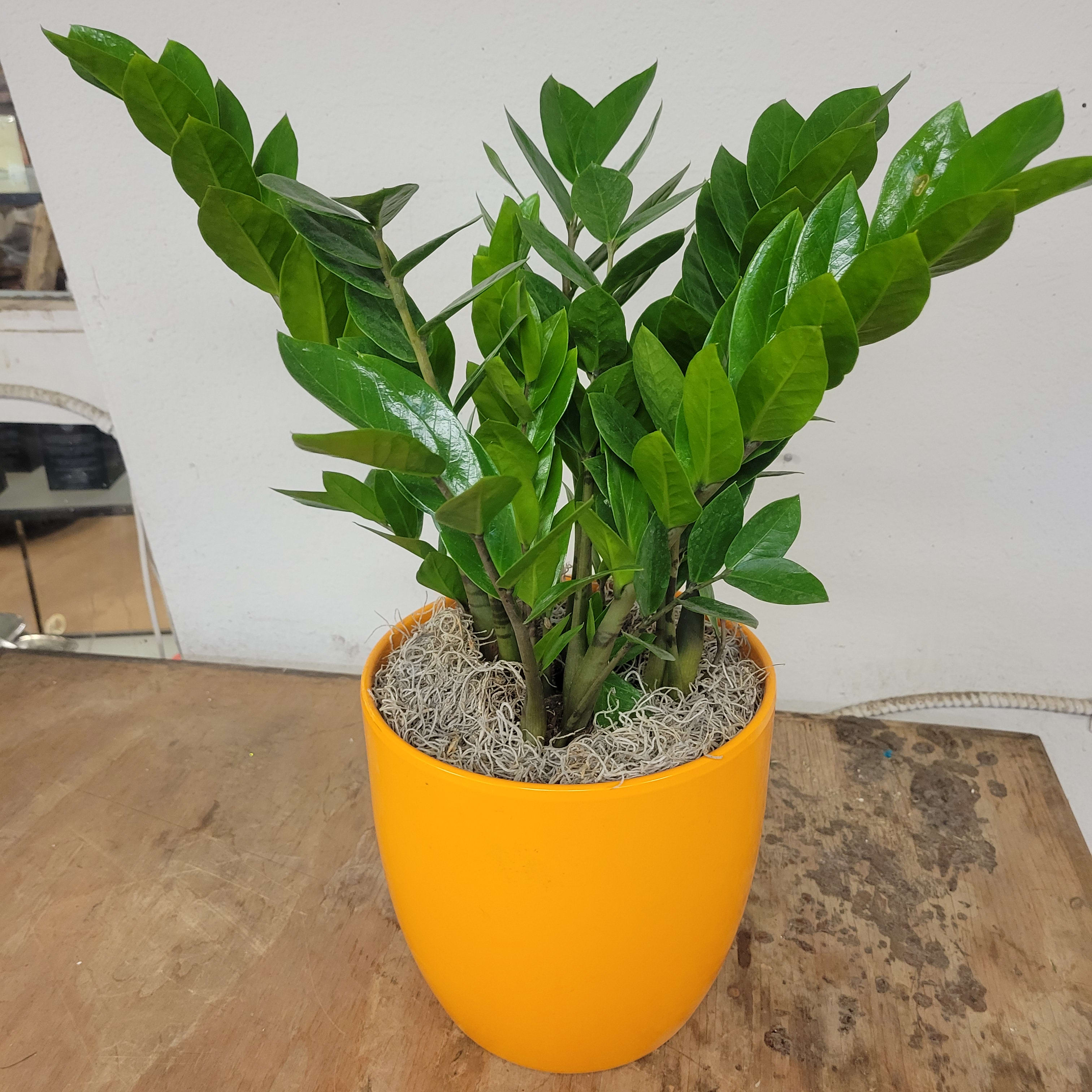 SEEMS LIKE PALM SPRINGS - Beautiful green plant with a Palm Springs Modern flair.  Color of planter will be bright but may vary. 