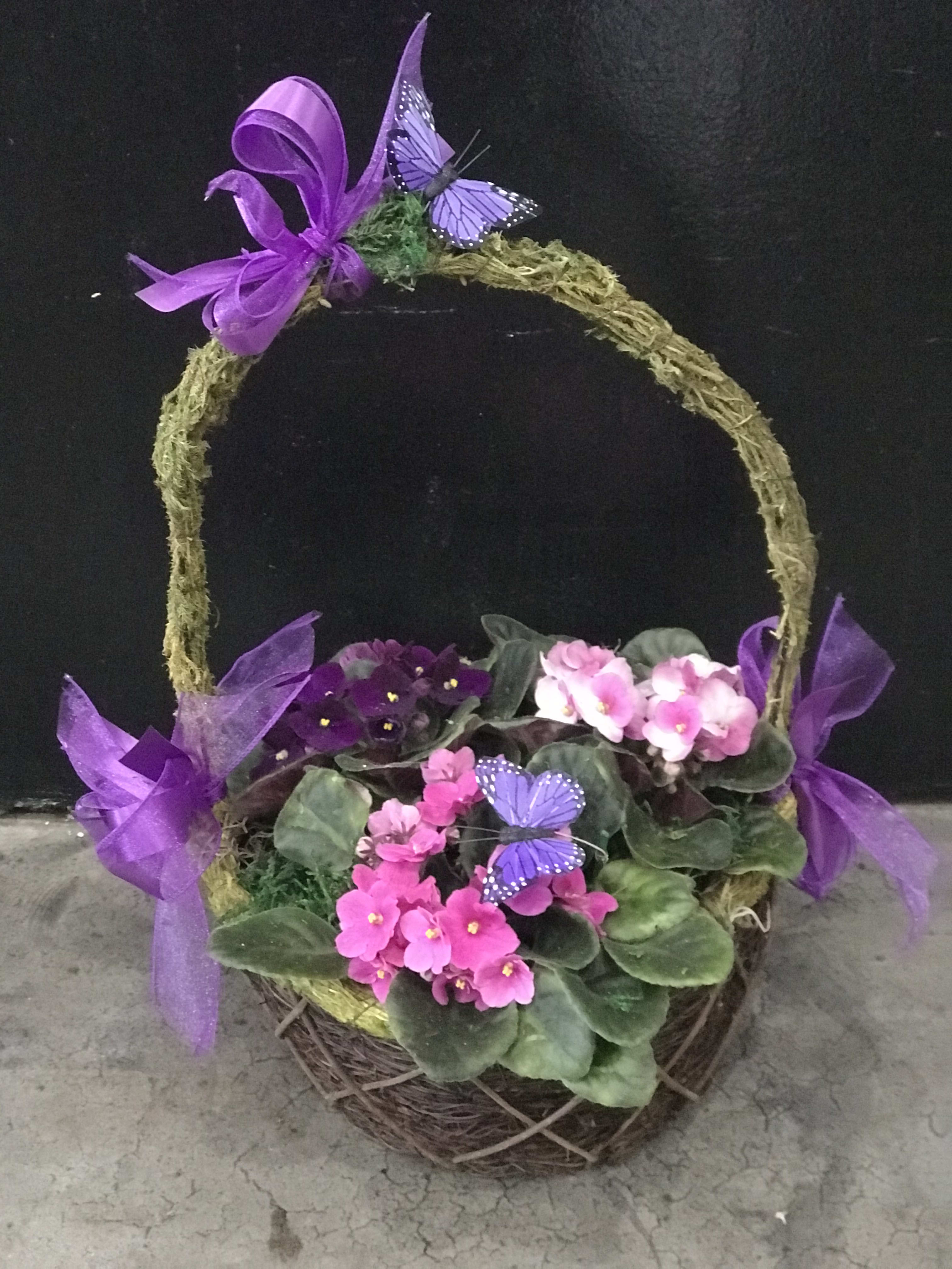 Jericho - African Violet Plants in a basket