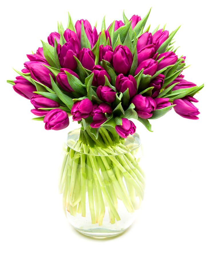  PURPLE PRINCE TULIPS BOUQUET - Tulip Gifts – Tulips bring a smile to everyone’s face.  A bright and cheery flower that always keeps on growing.PURPLE PRINCE TULIPS