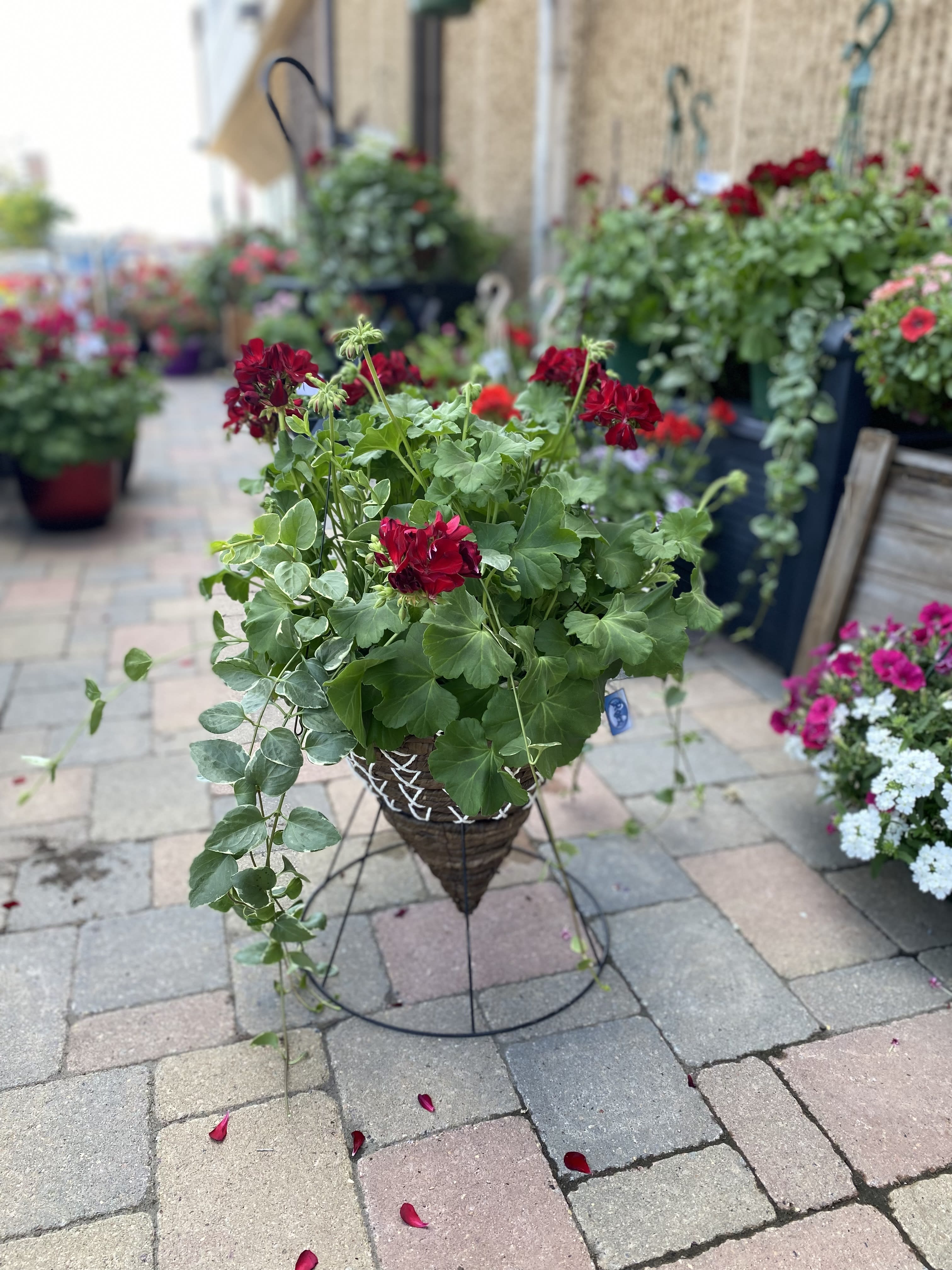 Outdoor Basket Pots- Can be for hanging or patio - New this year, basket cone pots! Filled with geraniums and other plants, they can be hung or left to sit on patio. 
