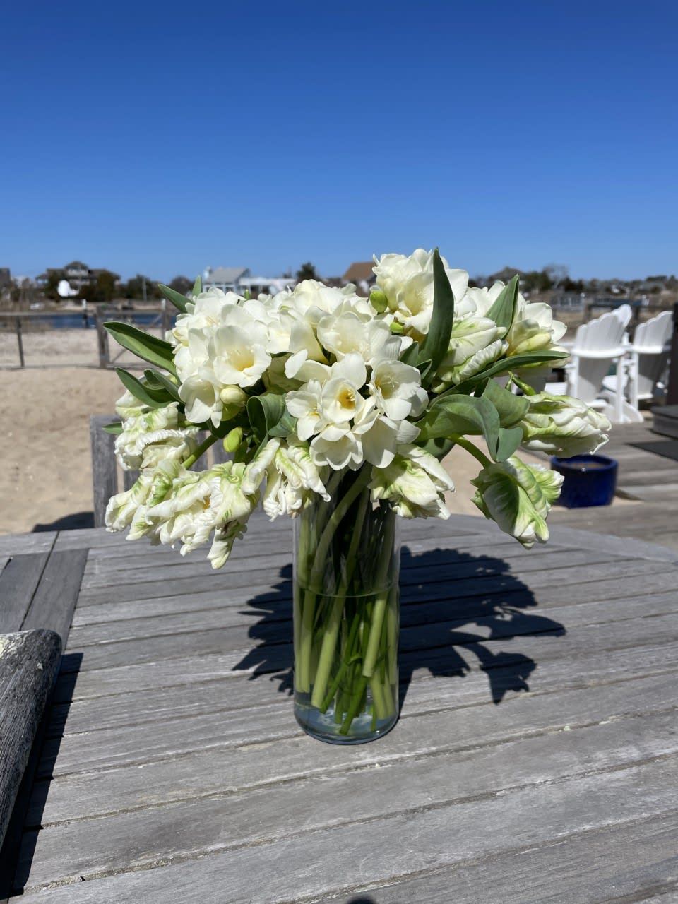  Freesia &amp; Tulips together - Arrangement of Dutch White Freesia with Dutch Green &amp; Parrot Tulips is sure to please. Standing about 17 inches tall and 14 inches wide. *All Tulips will continue to grow, so be sure to add lots of water !!