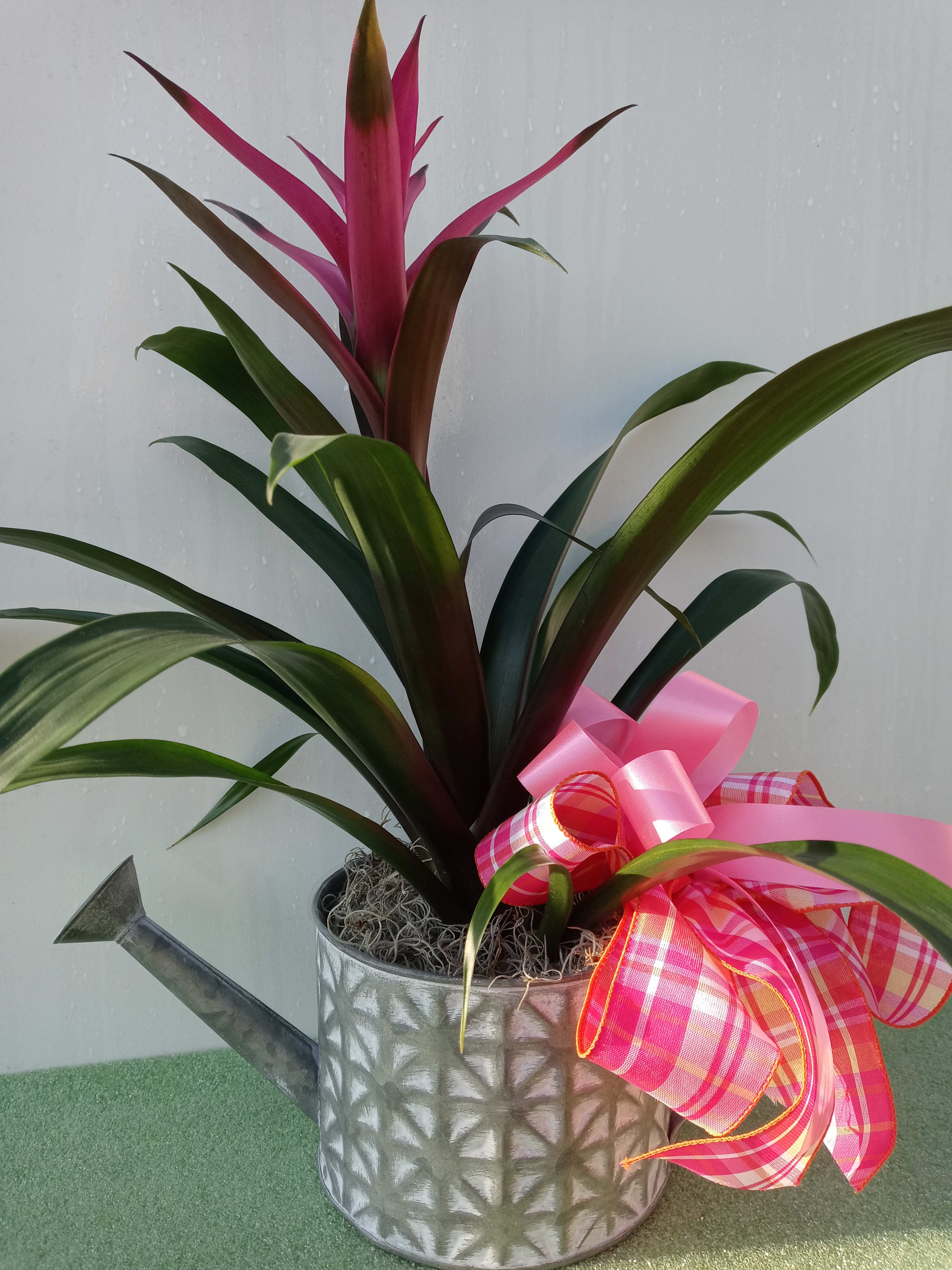 Bromeliad Plant in Port Saint Lucie, FL Misty Rose Flower Shop