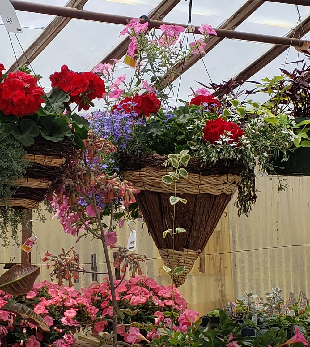 Greenhouse Hanging Flower Basket in Cameron, MO The Plant Place