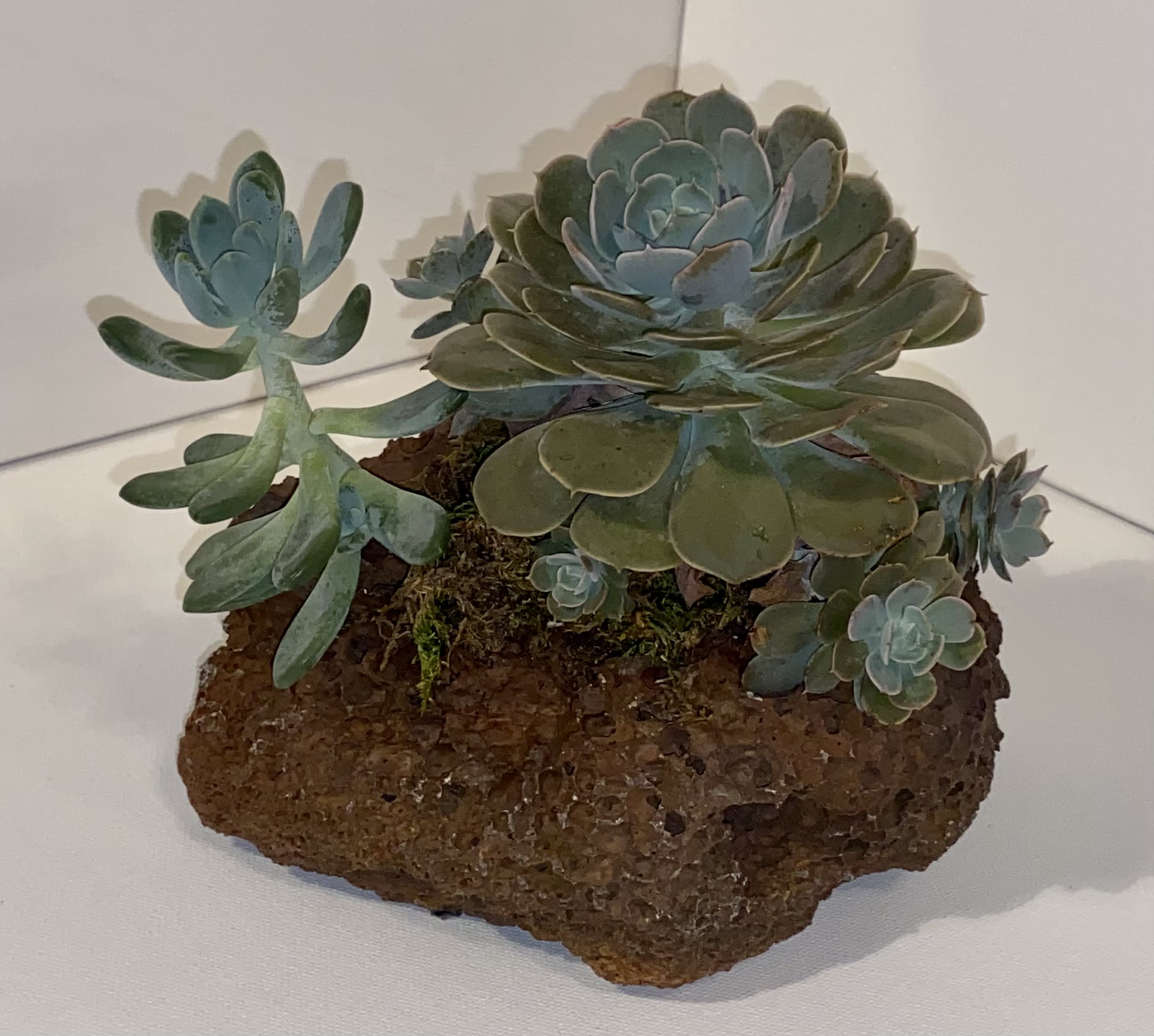 Lava rock,full sun, succulent Lava rock,full sun, succulent - Siri blue second lava rock combine with another second beautiful from coffee table on the patio or full sun out on the deck.