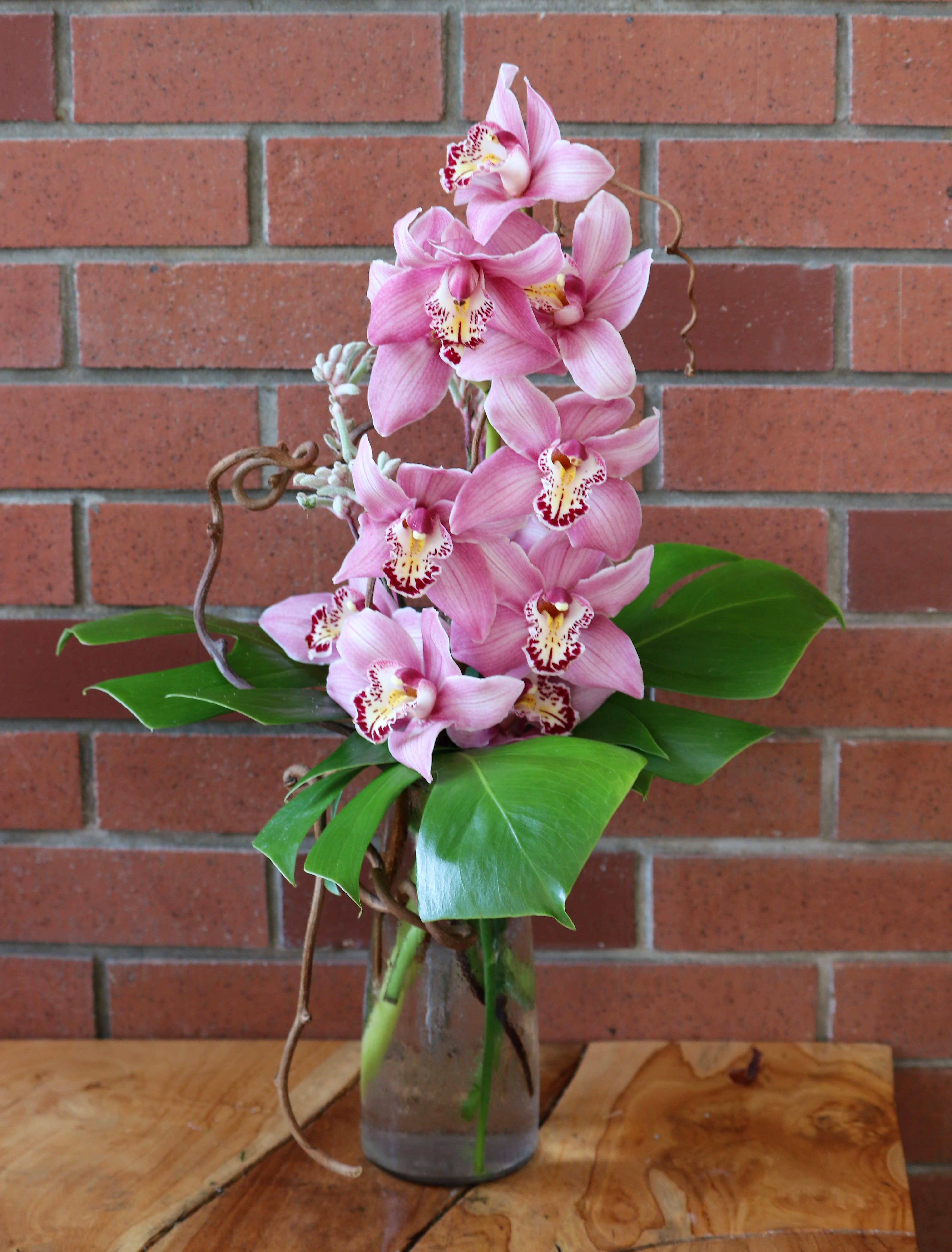 Cymbidium 2024