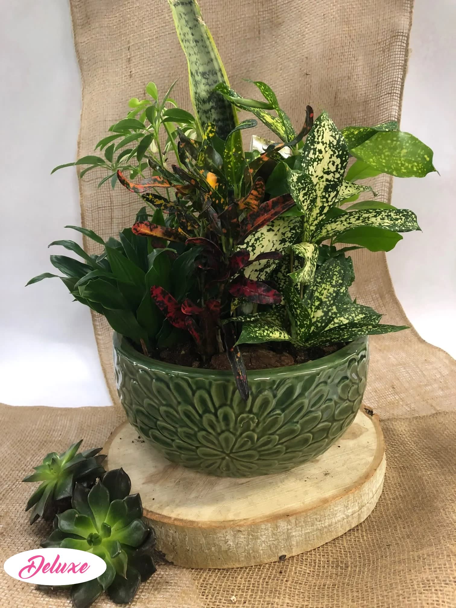 Dishgarden Dishgarden - Our beautiful Dishgardens come in a variety of shapes & sizes. These indoor plants are very easy to care for and last a lifetime. A great assortment of plants & fresh flowers are added as a complimentary touch. (CONTAINERS VARY)