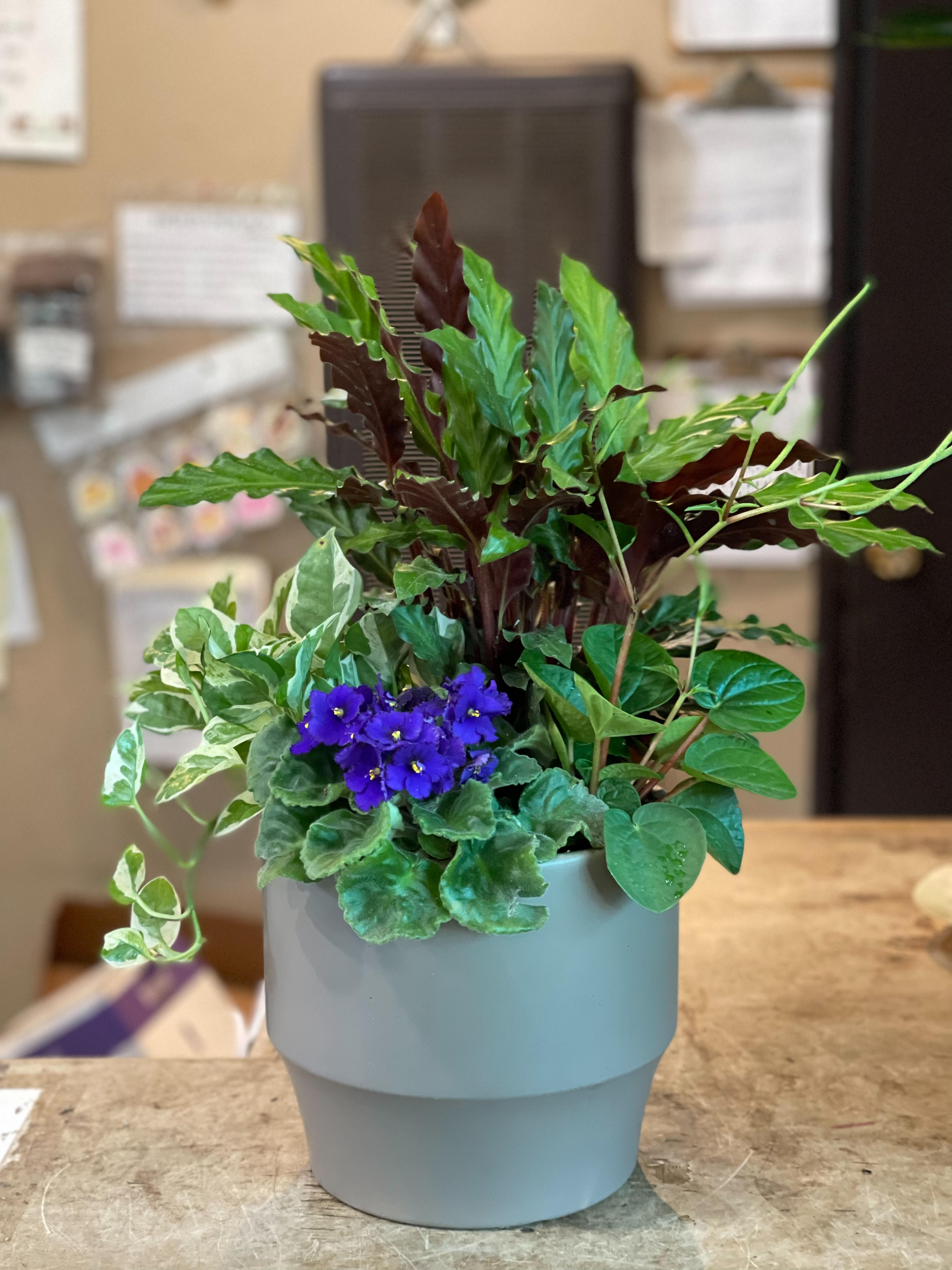 Lovely Tropical Foliage Arrangement - Lovely tabletop arrangement, beautiful flowing foliage and vibrant color! Includes: Calathea Rattlesnake, Variegated Philodendron, African Violet, Peperomia.