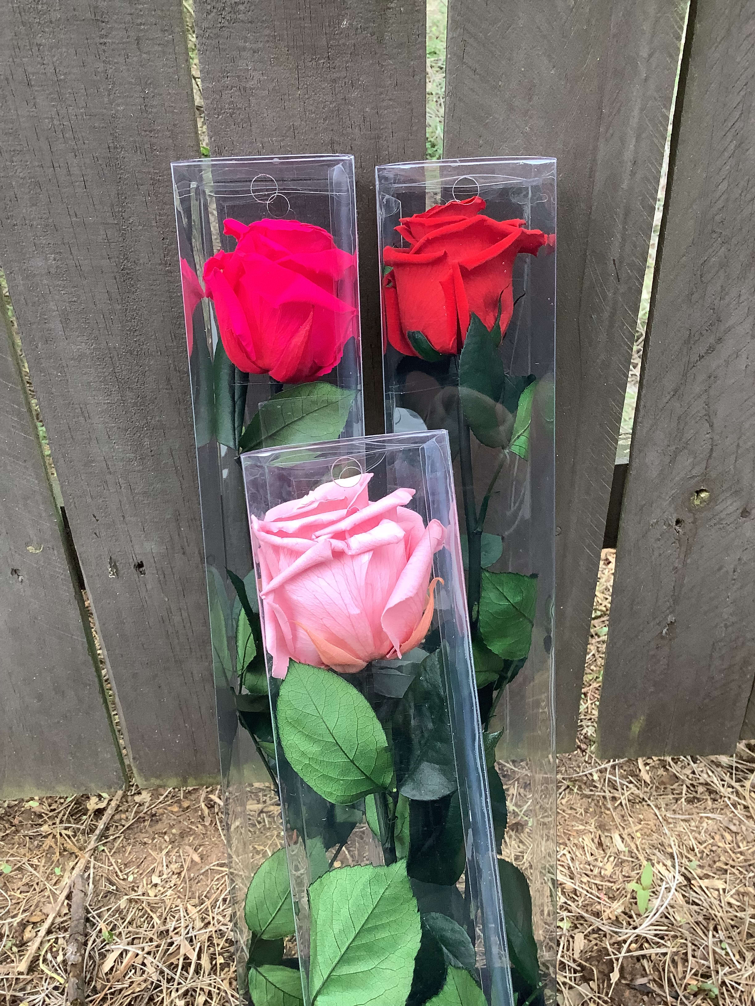 Pink Preserved Rose Stems