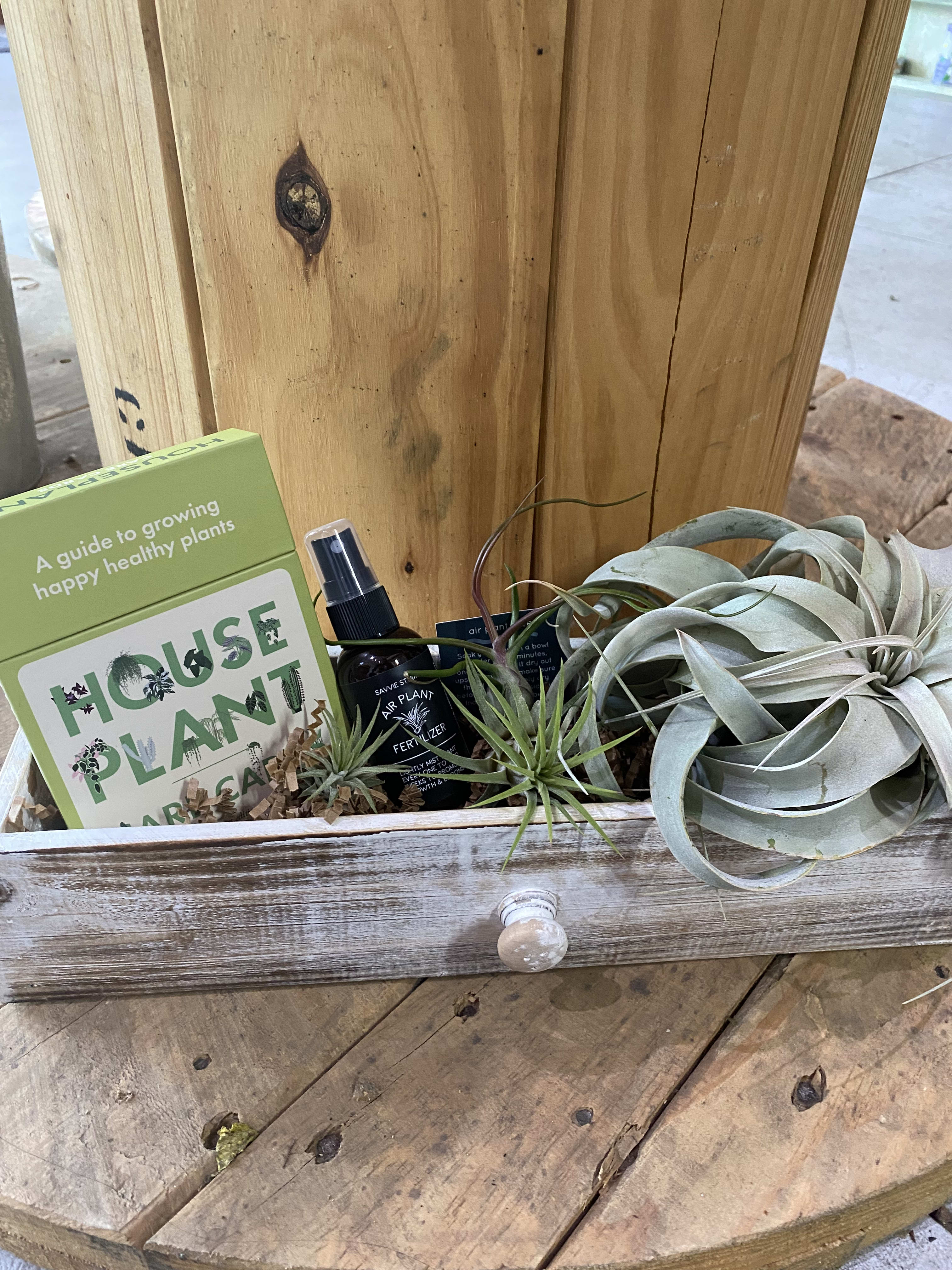 Air Plant Lovers by Flowers In Flight