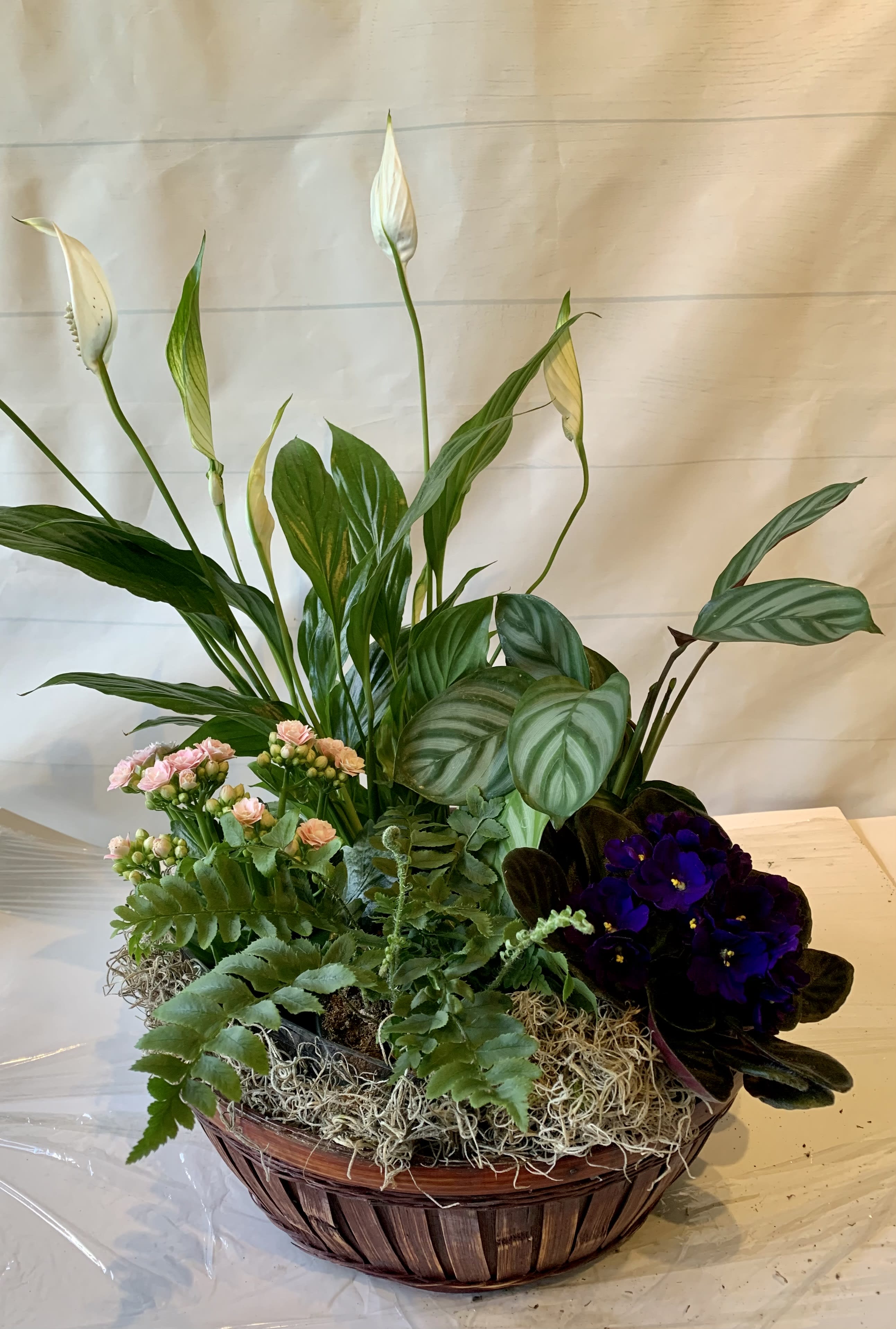 Hummingbird plant basket by Herbst Hilltop Florist