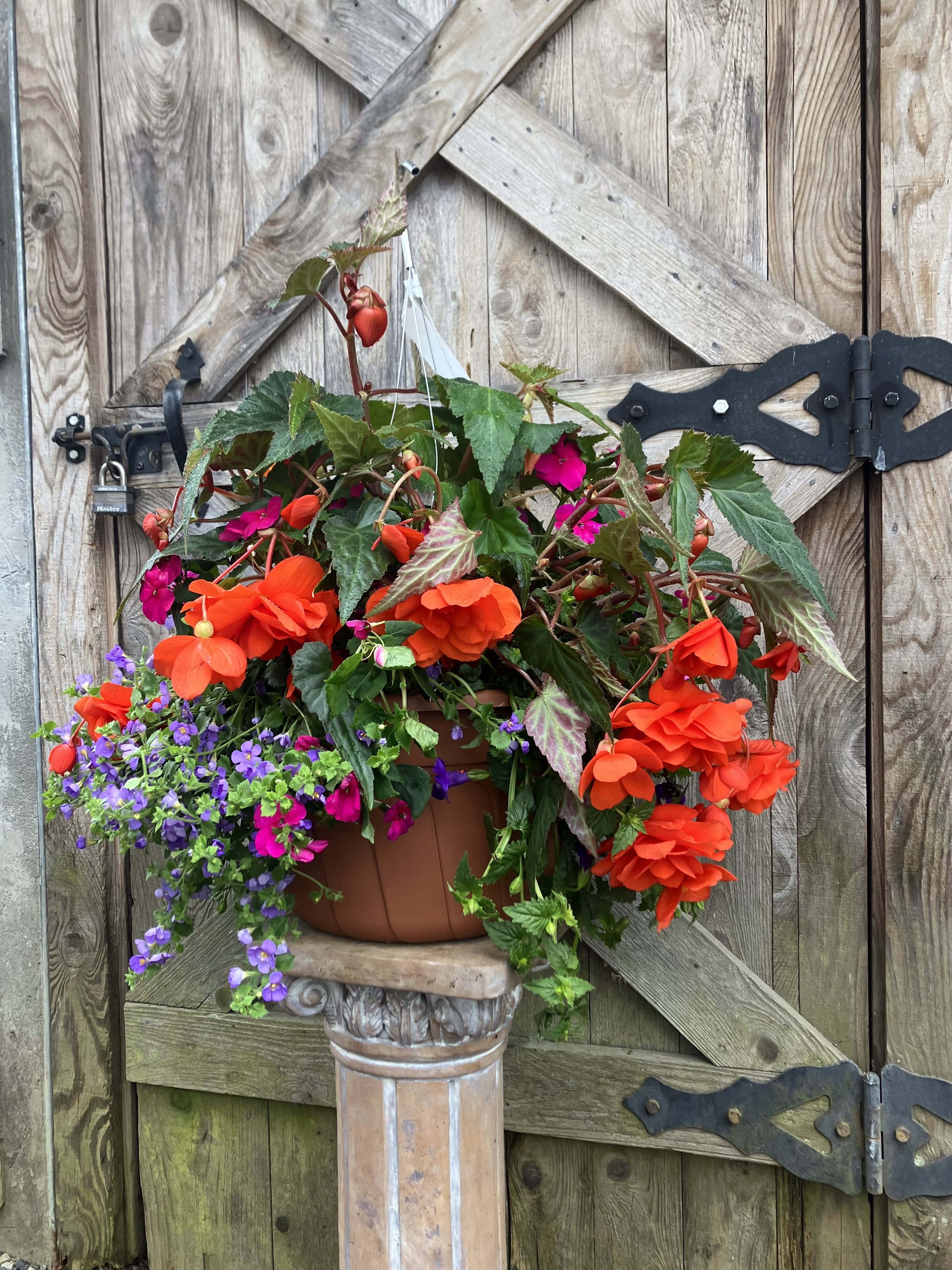 Shade Outdoor Hanging Basket in Sumner, WA | Windmill Floral Studio