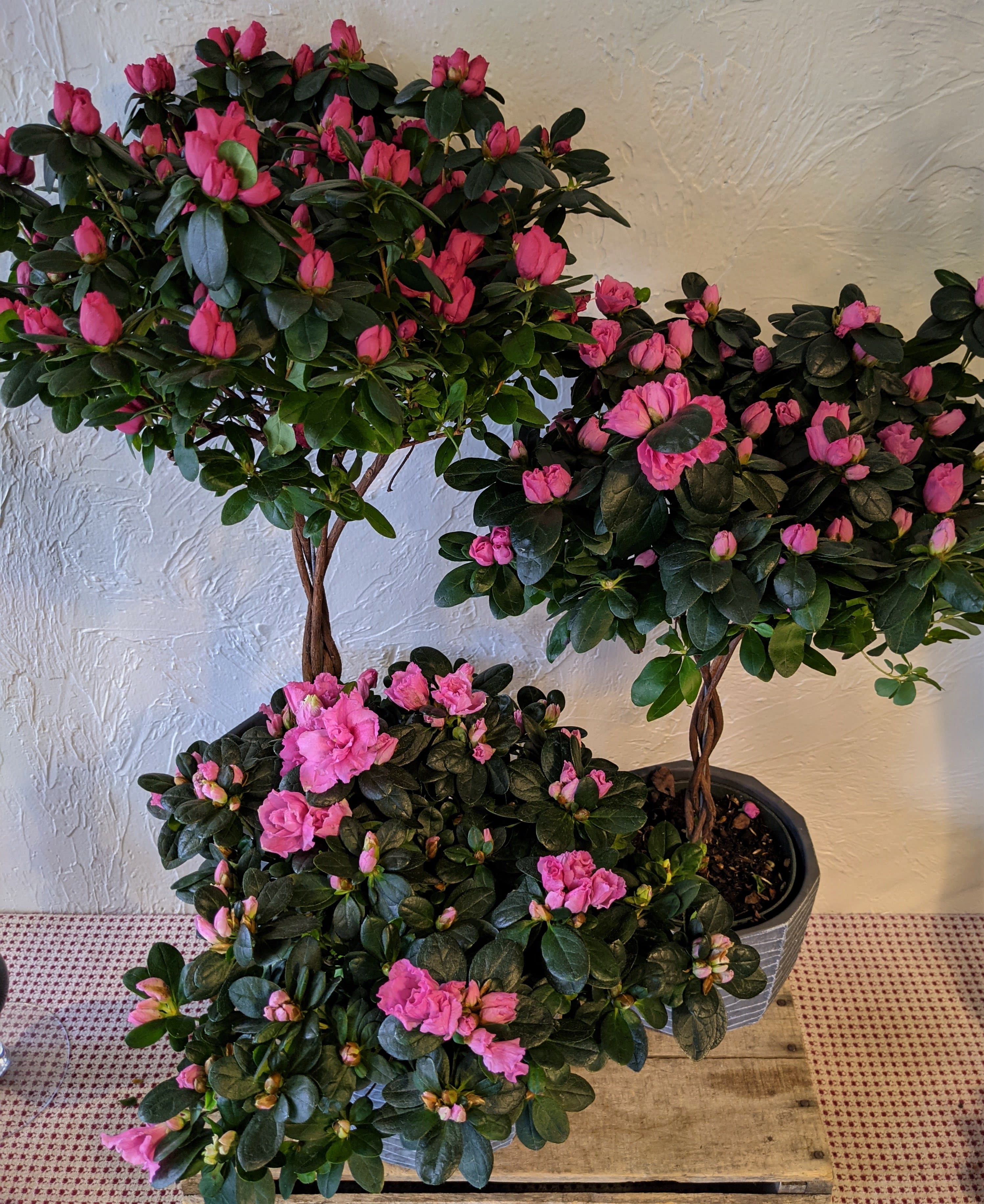 Indoor in Belmont, MA | Flowers