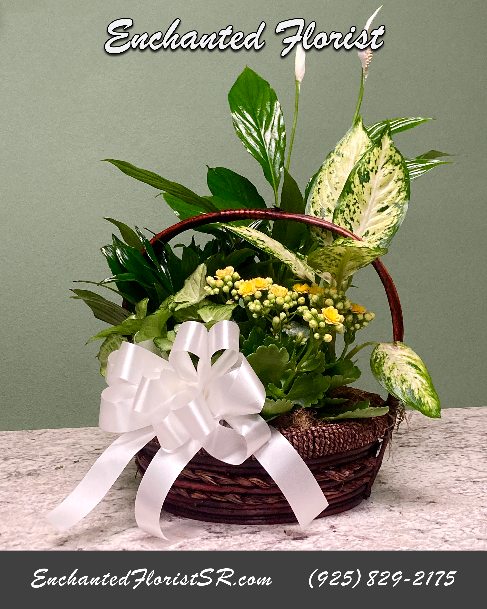 Peace Lily Garden Basket - Peace Lily Garden Basket is a mixed plant garden featuring Spathiphyllum, also known as the Peace Lily. This dark leafy plant has delicate white blossoms and makes an elegant gift. The basket also features a Dumb Cane plant (Dieffenbachia) and a yellow Kalanchoe plant.  Arrives In: Natural wicker basket w/ handle  Orientation: Any-Sided  Approximate Dimensions: 16&quot; Tall 10&quot; Wide