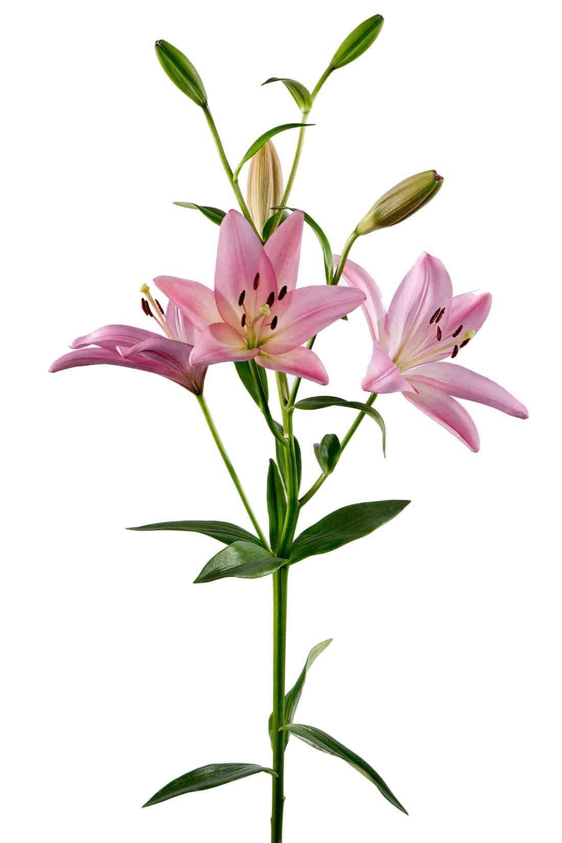 Asiatic Pink Lilly by Flagler Floral Co.