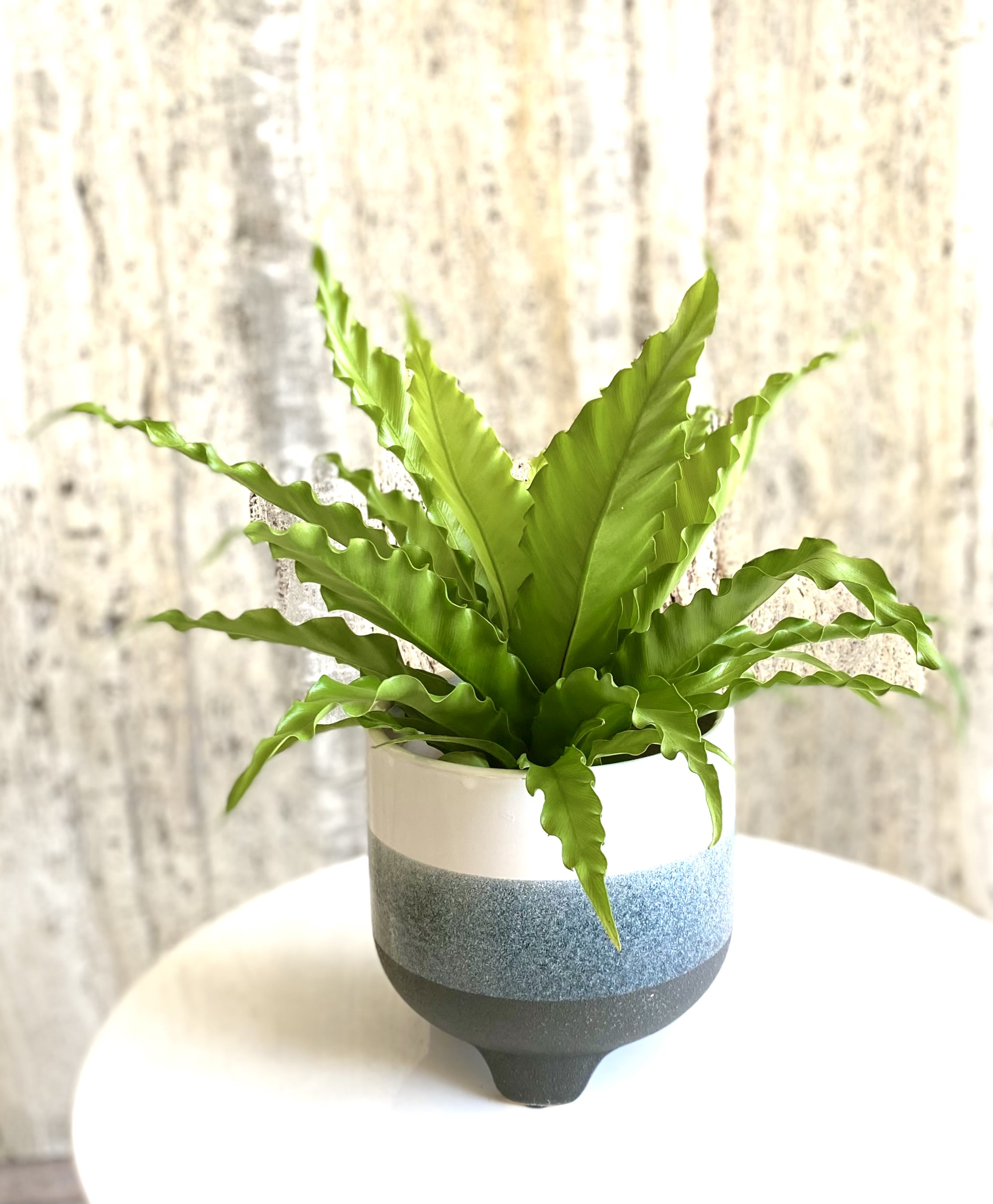 Bird’s Nest Fern in Washington, DC Shoots and Blooms of D.C.