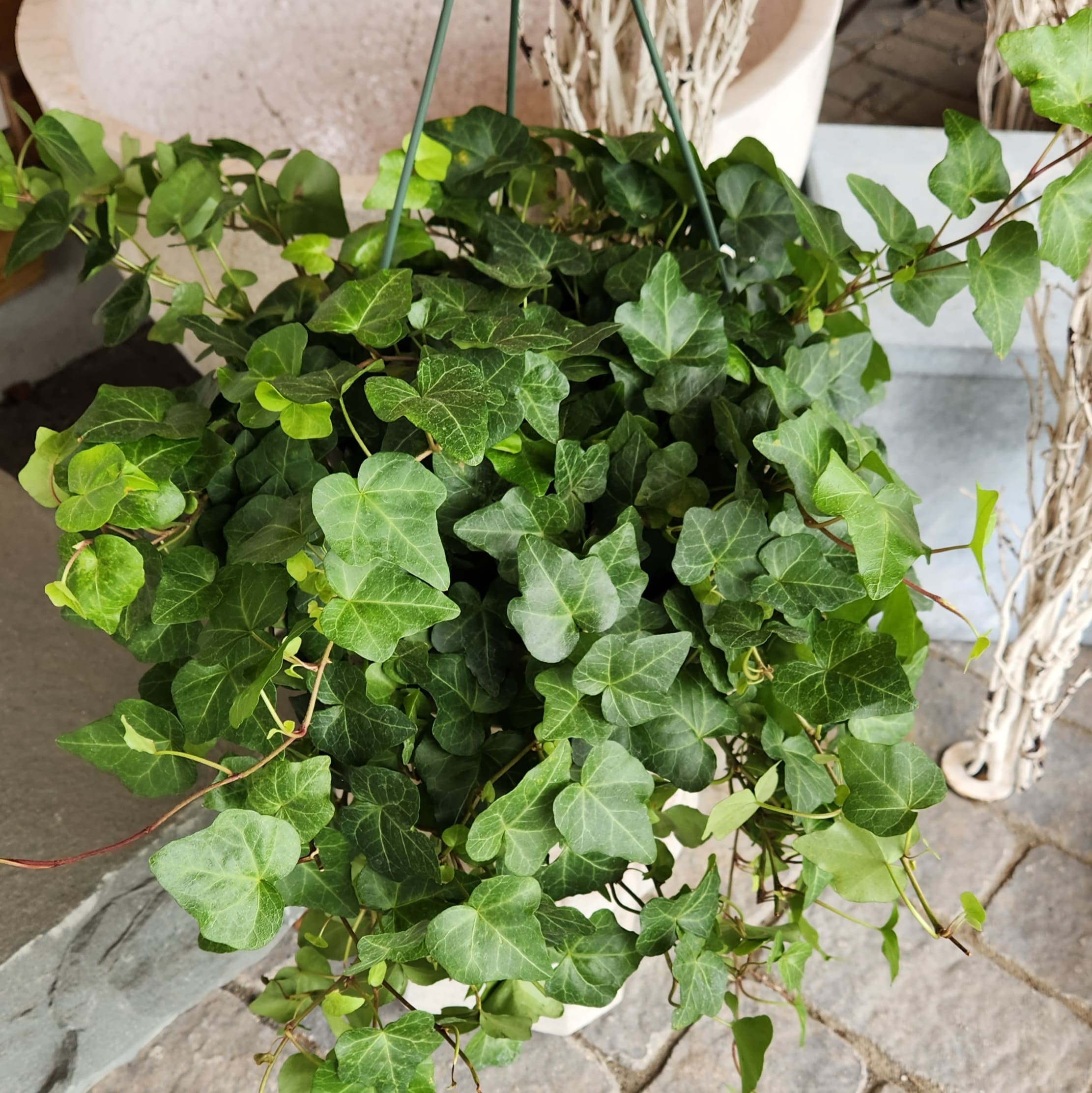 Hanging Ivy Plant by Flowers By Christine