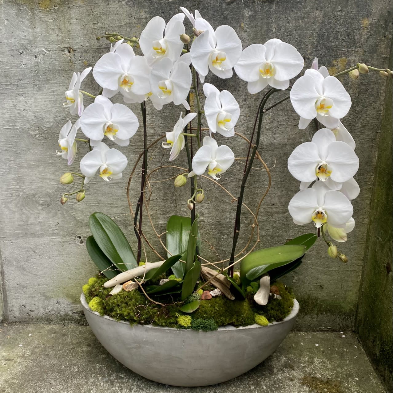 Phalaenopsis Orchid Plant Trio by Fiori Floral Design