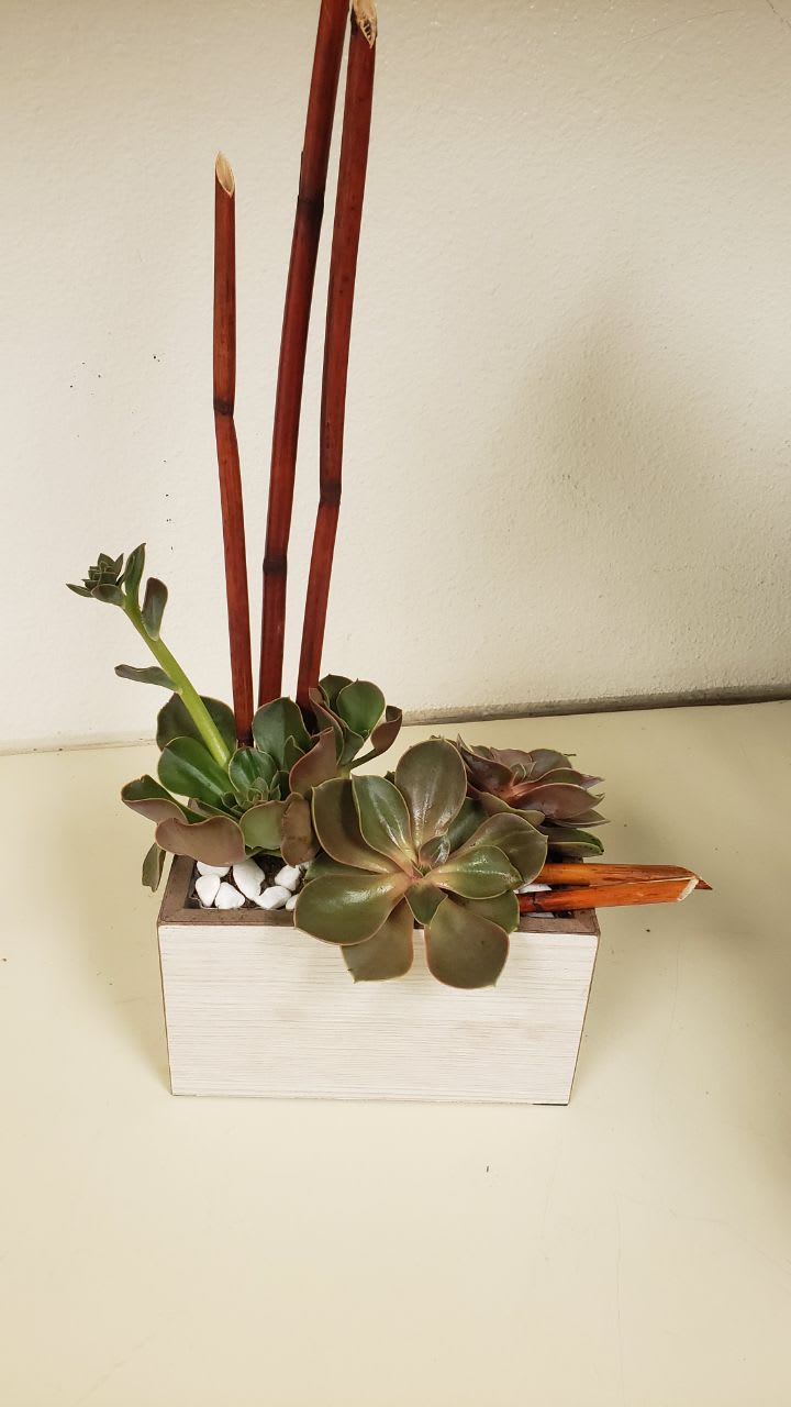 sweet succulents sweet succulents - 3 medium succulents , bamboo stick and all this in a white wooden box with a touch of river rocks