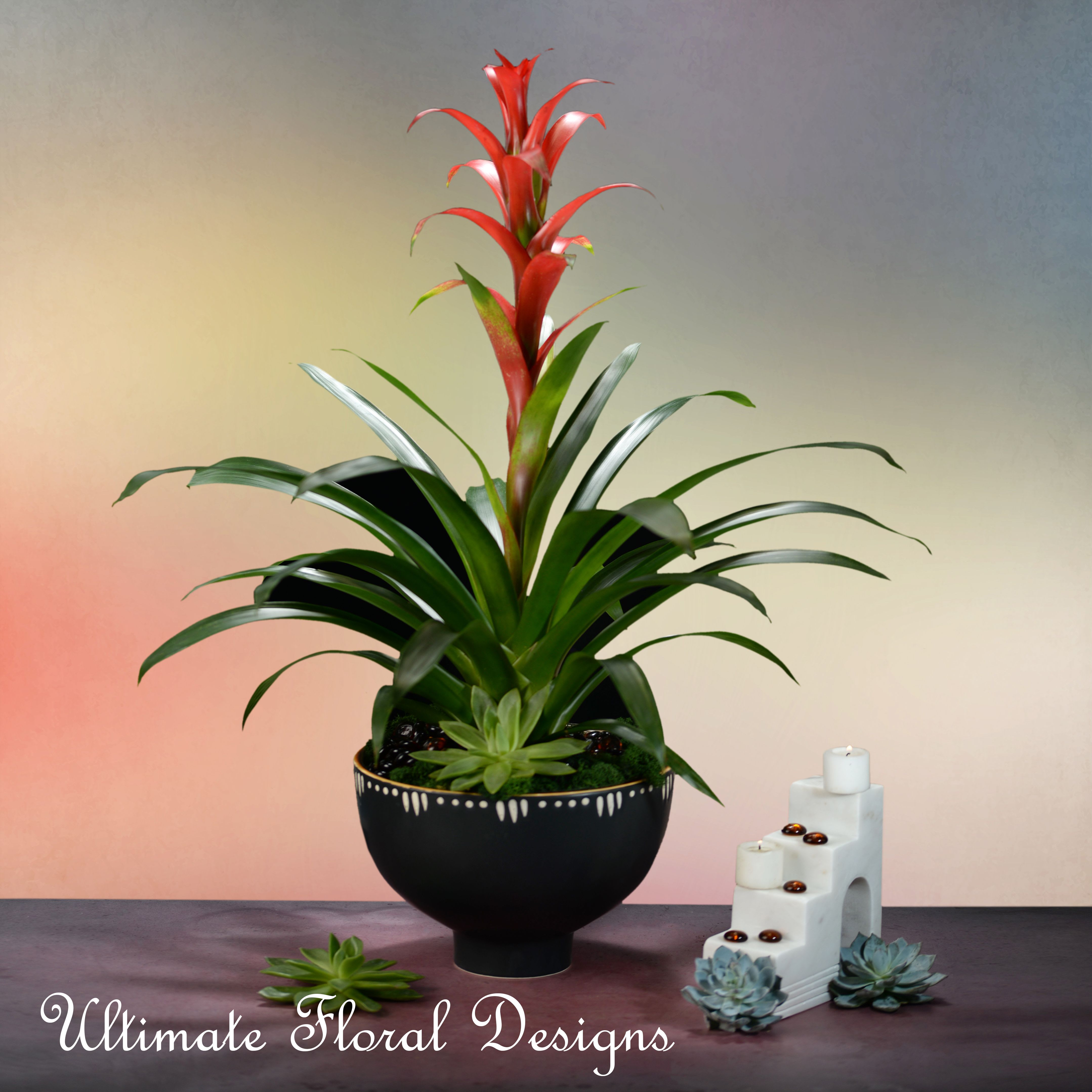 Red Bromeliad plant by Ultimate Floral Designs