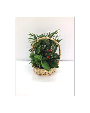 European Garden (Small) - Small basket with an assortment of seasonal green and blooming plants.   Approx. 15''H x 10''W  Plants may vary depending on availability.   FCF-EG01