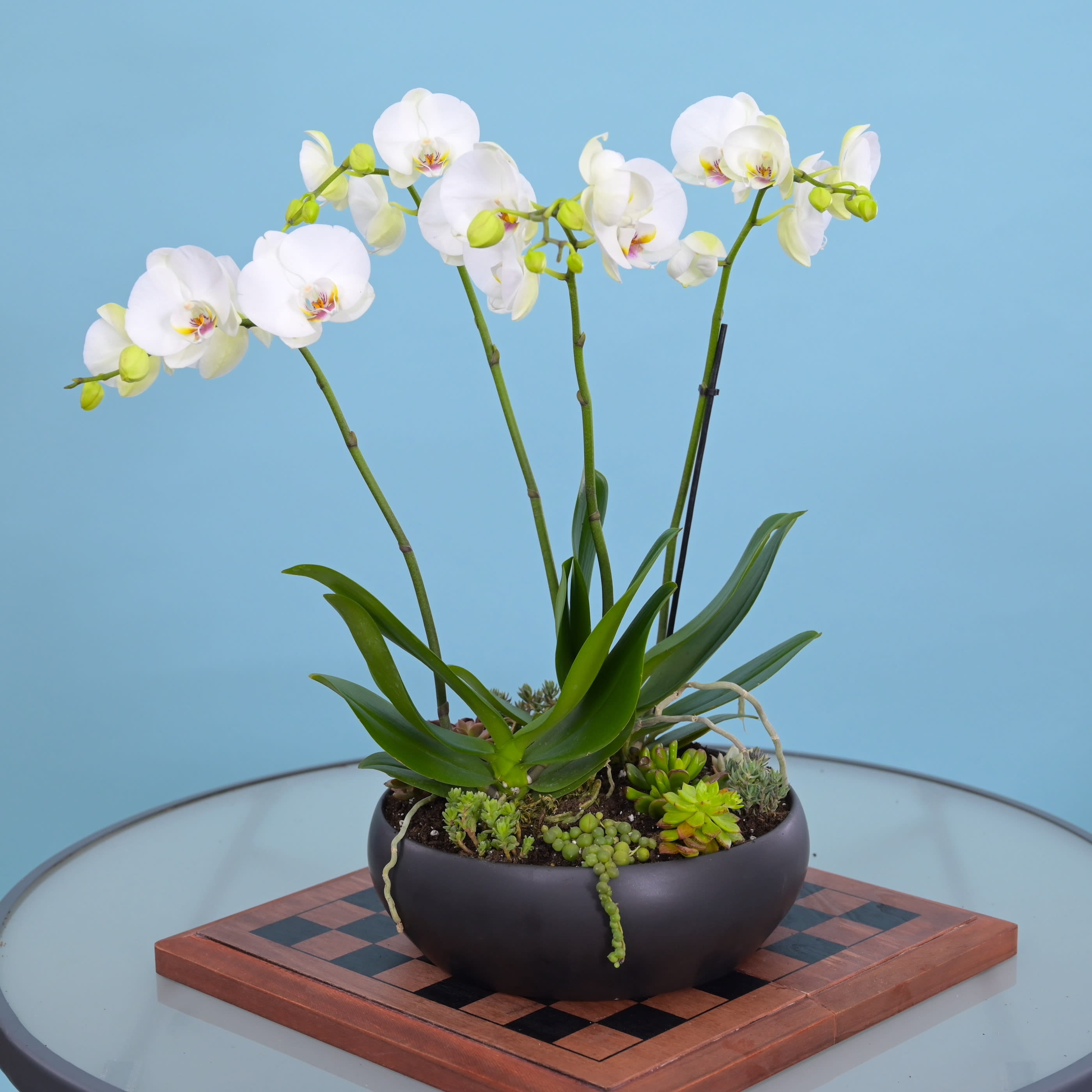 10. The Timeless Elegance Of Black And White Succulents