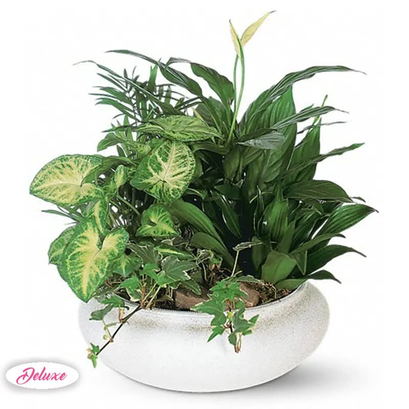 Medium Dish Garden Medium Dish Garden - This low bowl filled with living plants will also carry comfort and compassion for many months to come. Perfect to send to the home or service. *CONTAINER COLORS WILL VARY WITH WHAT IS AVAILABLE Approx. 14" W x 15" H