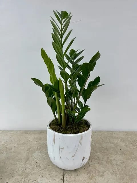 ZZ Plant, Zamioculcas Potted In White Planter. in BEVERLY HILLS, CA