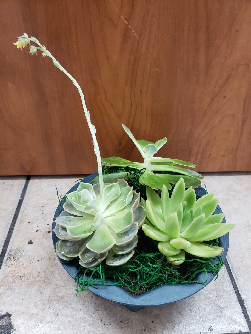 The Succulents  - 3 medium succulent,  different kind   as we had available   in a green plastic container , with Spanish moss