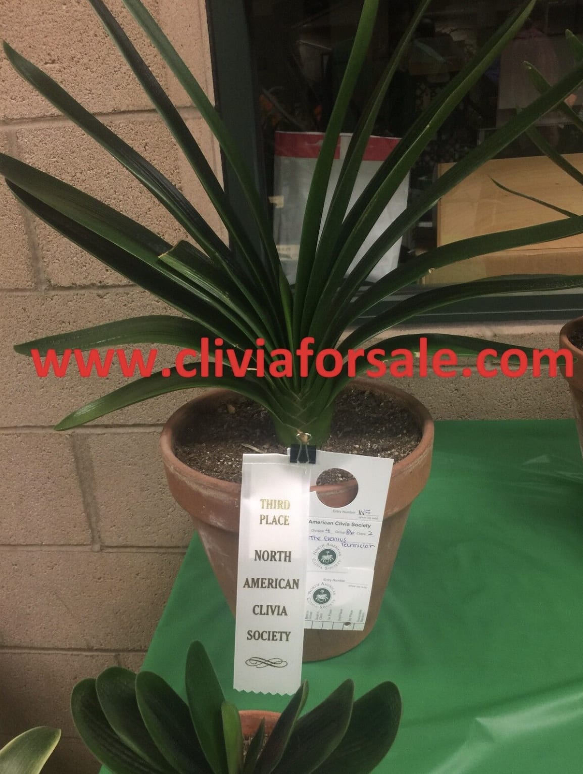 The Great Technician Clivia ( 1 1/2 years old ) - The Great Technician Clivia (1 1/2 year old) Our clivias are of only the highest quality and species. PLEASE NOTE THAT THE LARGE BLOOMING PLANT (IN THE FIRST PICTURE) IS NOT FOR SALE. The plants being sold are of the same family, color, and species. Plants are shipped bare rooted, without any dirt or soil. One and a half year old plants have about 3-5 leaves. Due to the rarity of our items, no refunds are allowed, nor exchanges. Orders are shipped as first-come-first serve basis