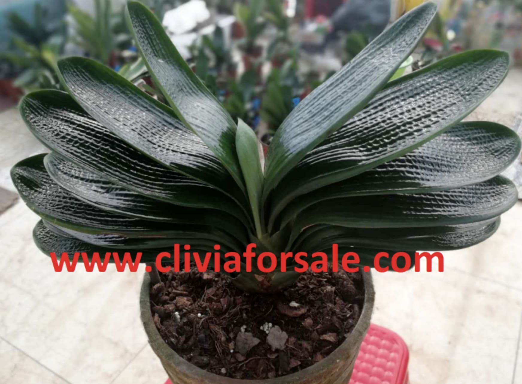 Dented pit face - clivia seedlings - Dented Pit Face Seedlings ( 6 months ) Our clivias are of only the highest quality and species. PLEASE NOTE THAT THE LARGE BLOOMING PLANT (IN THE FIRST PICTURE) IS NOT FOR SALE. The plants being sold are of the same family, color, and species. Price is for one single seedling, not entire pot. Plants are shipped bare rooted, without any dirt or soil. 6 month old seedlings have about 1-2 leaves. Due to the rarity of our items, no refunds are allowed, nor exchanges. Orders are shipped as first-come-first serve basis. 