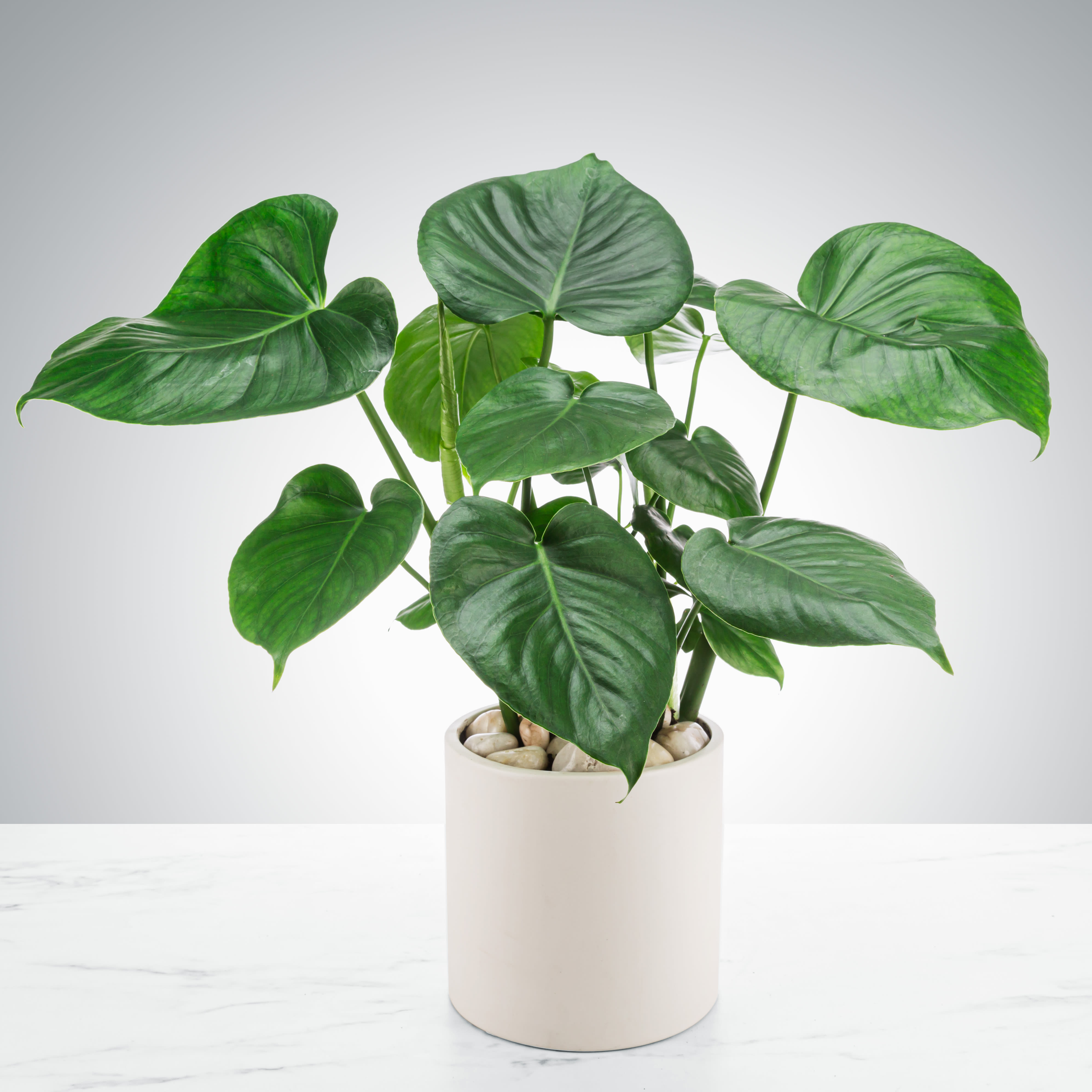 Split Leaf Philodendron - The split-leaf philodendron, also referred to as a monstera, is a classic house plant that leaves split as it grows under the sun. Enjoyed by everyone, this houseplant is a great addition to any collection.