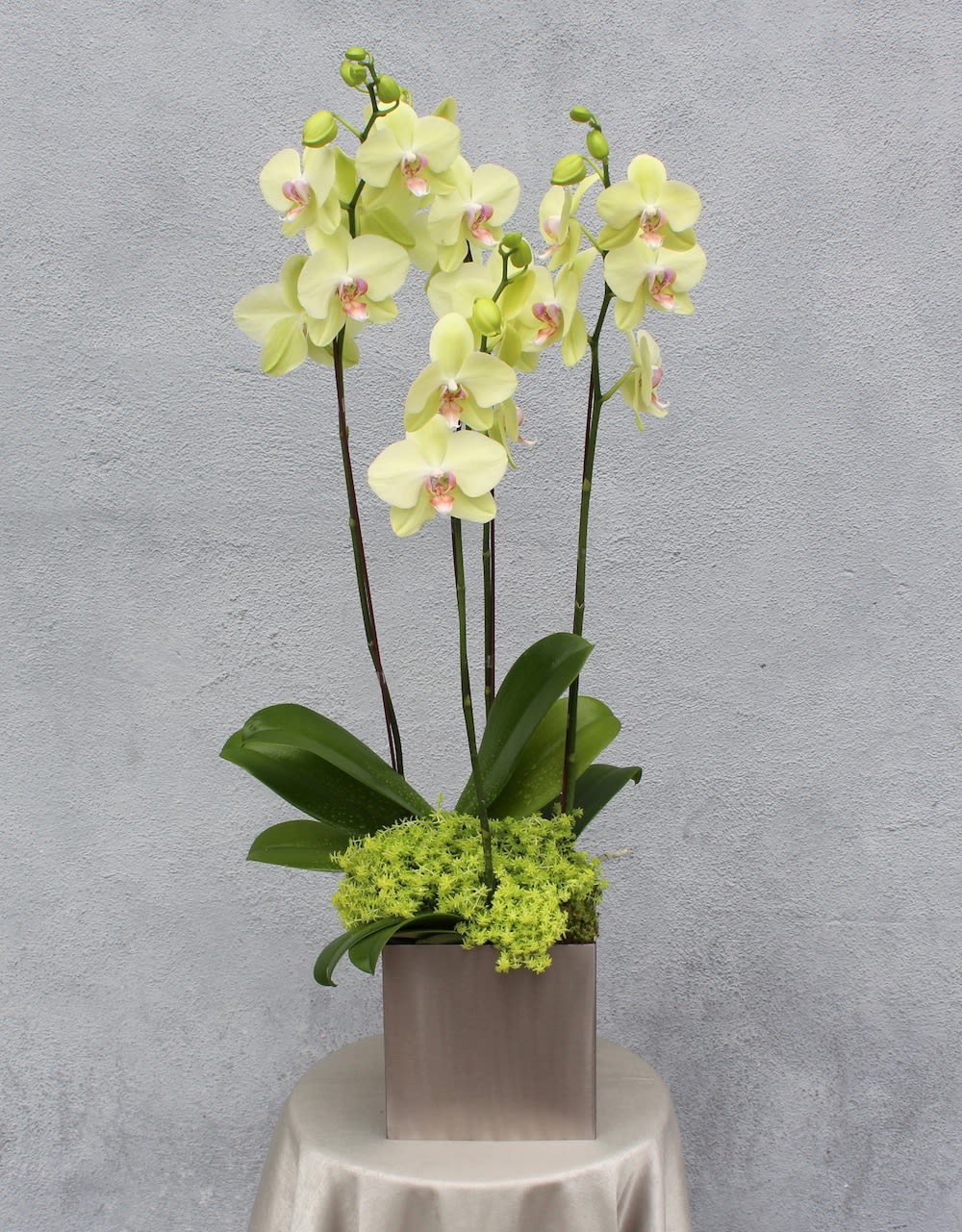 Green orchids cheap