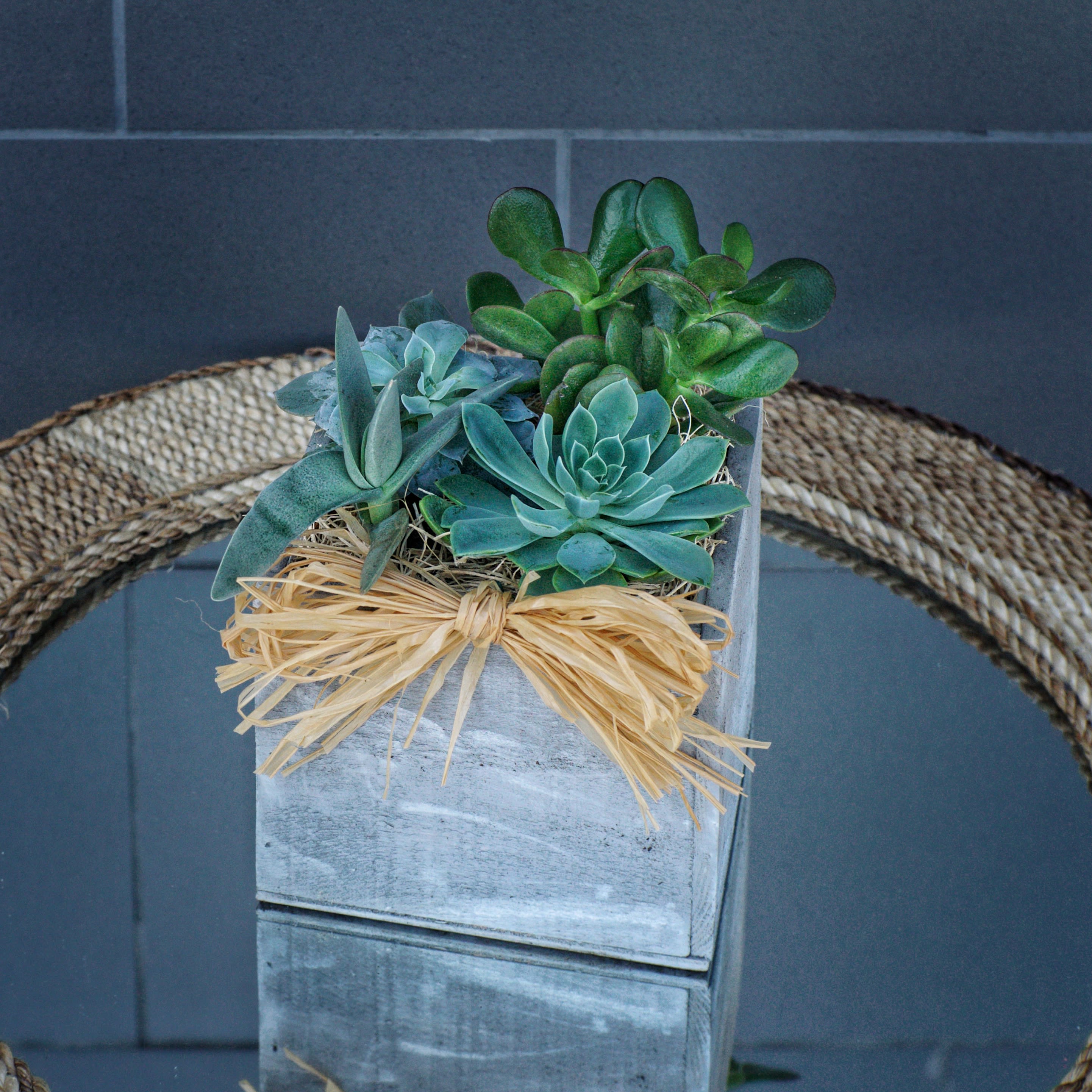 Juicy Succulents - Decorated wood box full of variety of succulent plants. STANDARD: FIRST PHOTO DELUXE: SECOND PHOTO