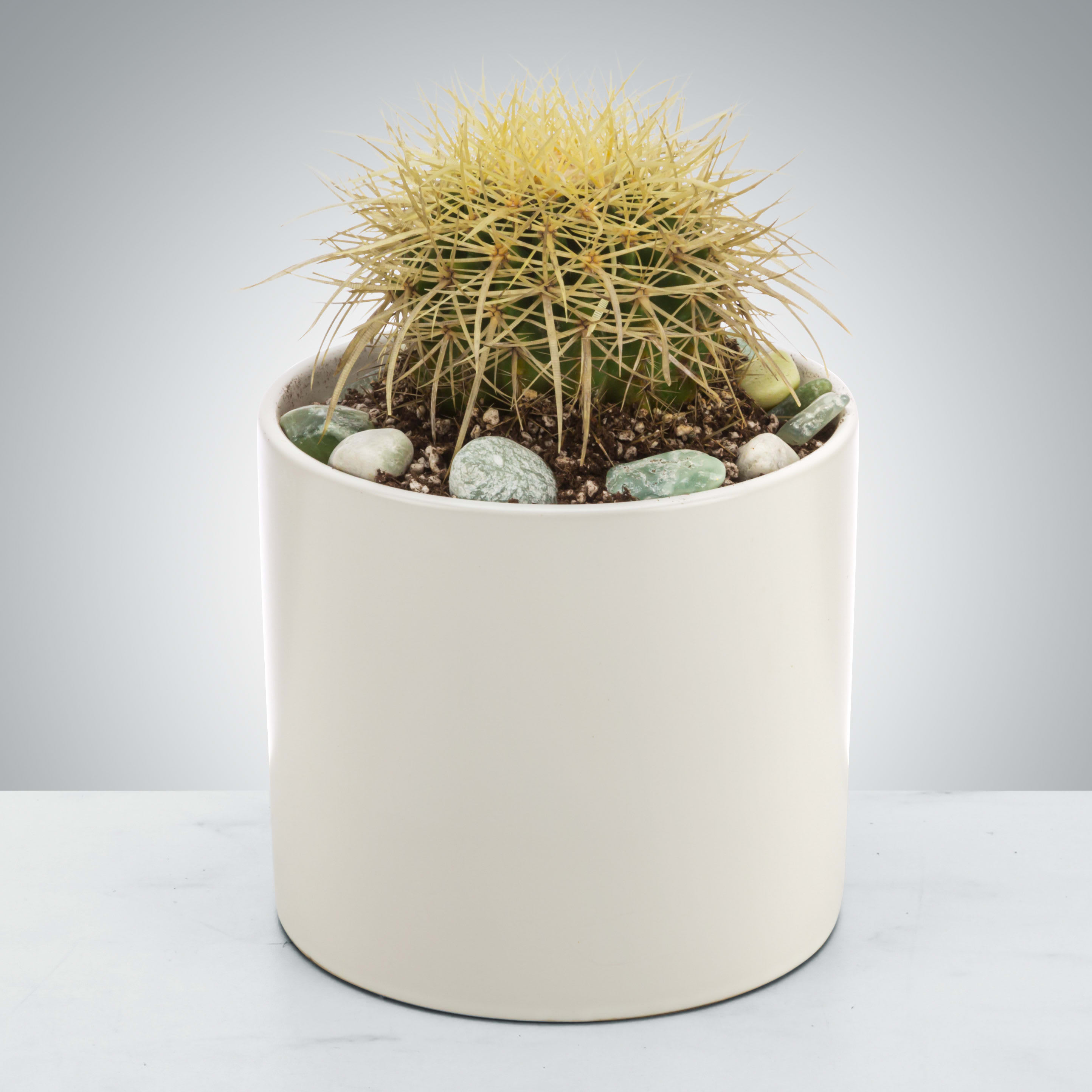 Cactus Plant by BloomNation™ - You can leave a cactus plant in a sunny window and forget about it! Infrequent watering and lots of light will keep it healthy making it a great gift for an absent-minded or frequently traveling individual.