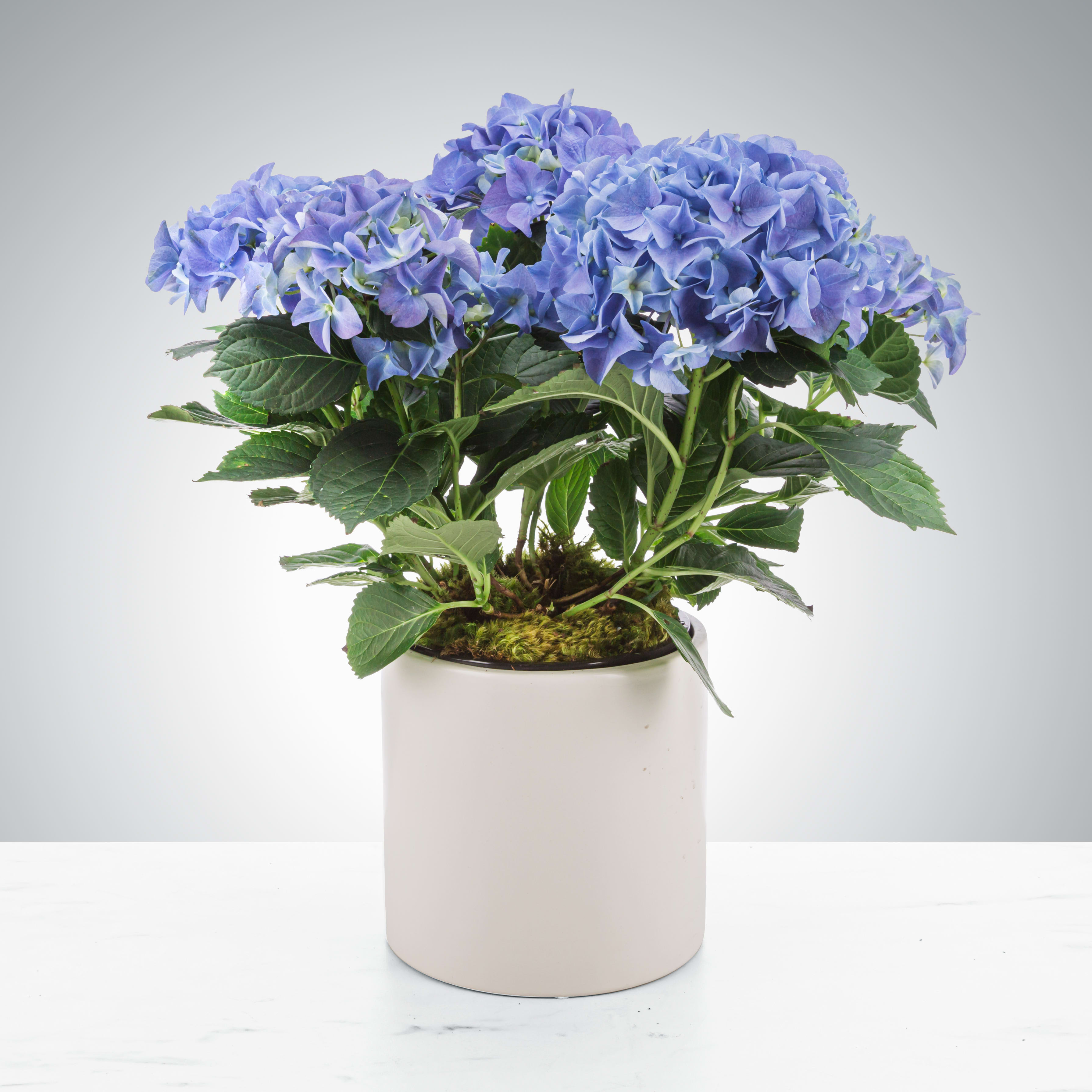 Hydrangea Plant by BloomNation™ - Send a beautiful hydrangeas plant! Keep the flowers blooming by putting them in a bright (but not the brightest) window. Perfect for Mother's Day, Just Because, or a Birthday!